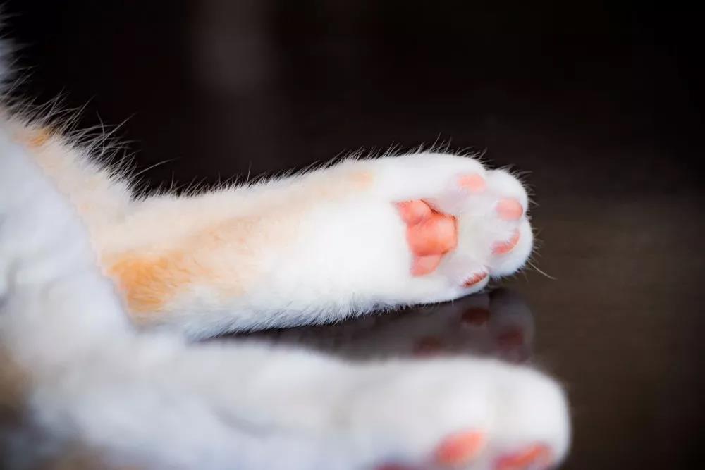 猫爪的结构