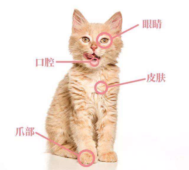 猫咪身上的黑色素瘤是什么?