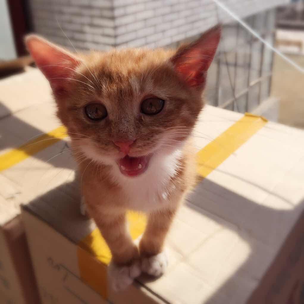 猫发出马达一样的声音