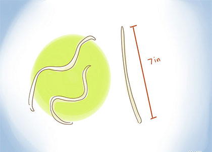 狗肚子里的蠕动君之蛔虫 Roundworms 狗肚子里的蠕动君之蛔虫 Roundworms