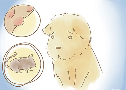 狗肚子里的蠕动君之蛔虫 Roundworms 狗肚子里的蠕动君之蛔虫 Roundworms