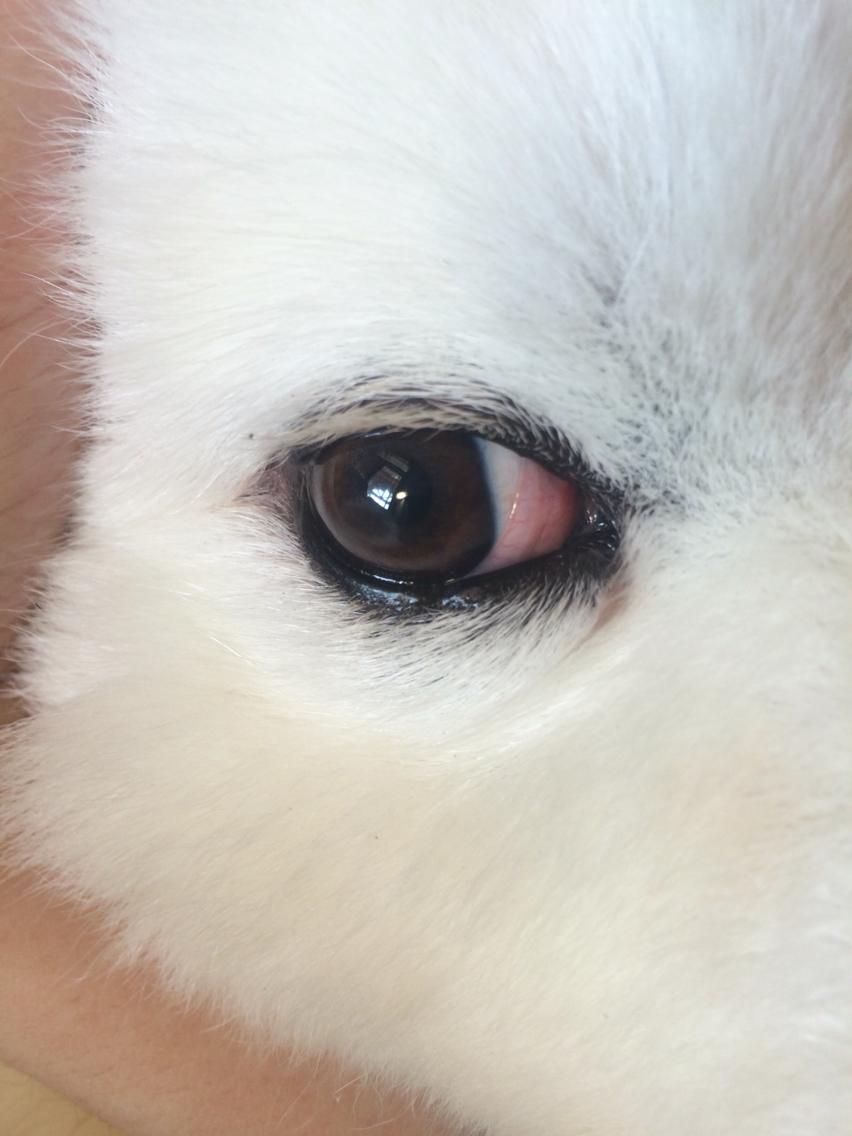 狗狗眼睛角膜炎用什么药好?