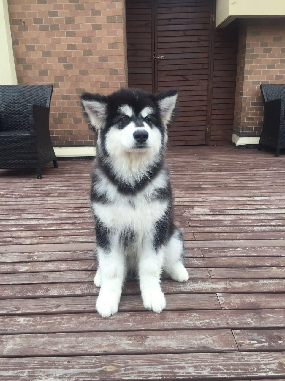 幼犬前腿外八应该怎么办?