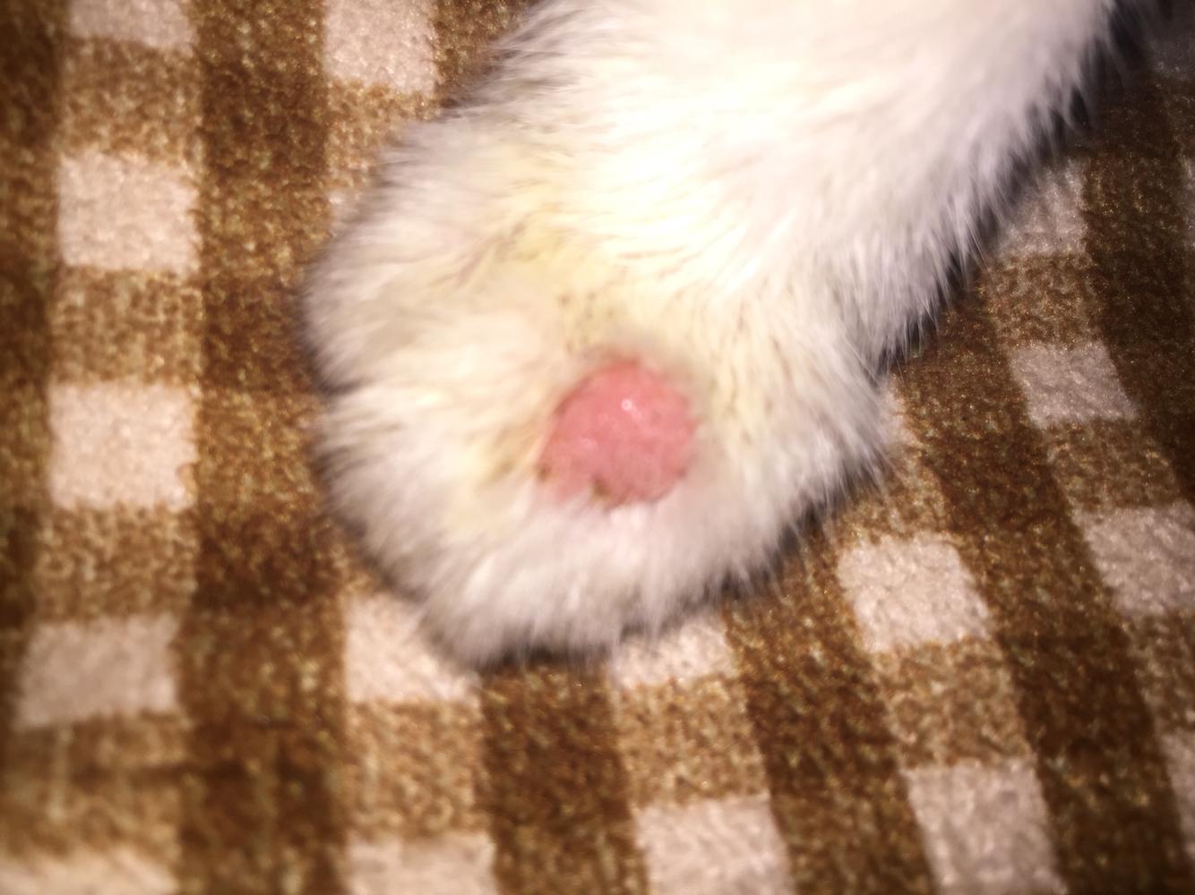 请问猫咪爪子上是不是长猫藓了