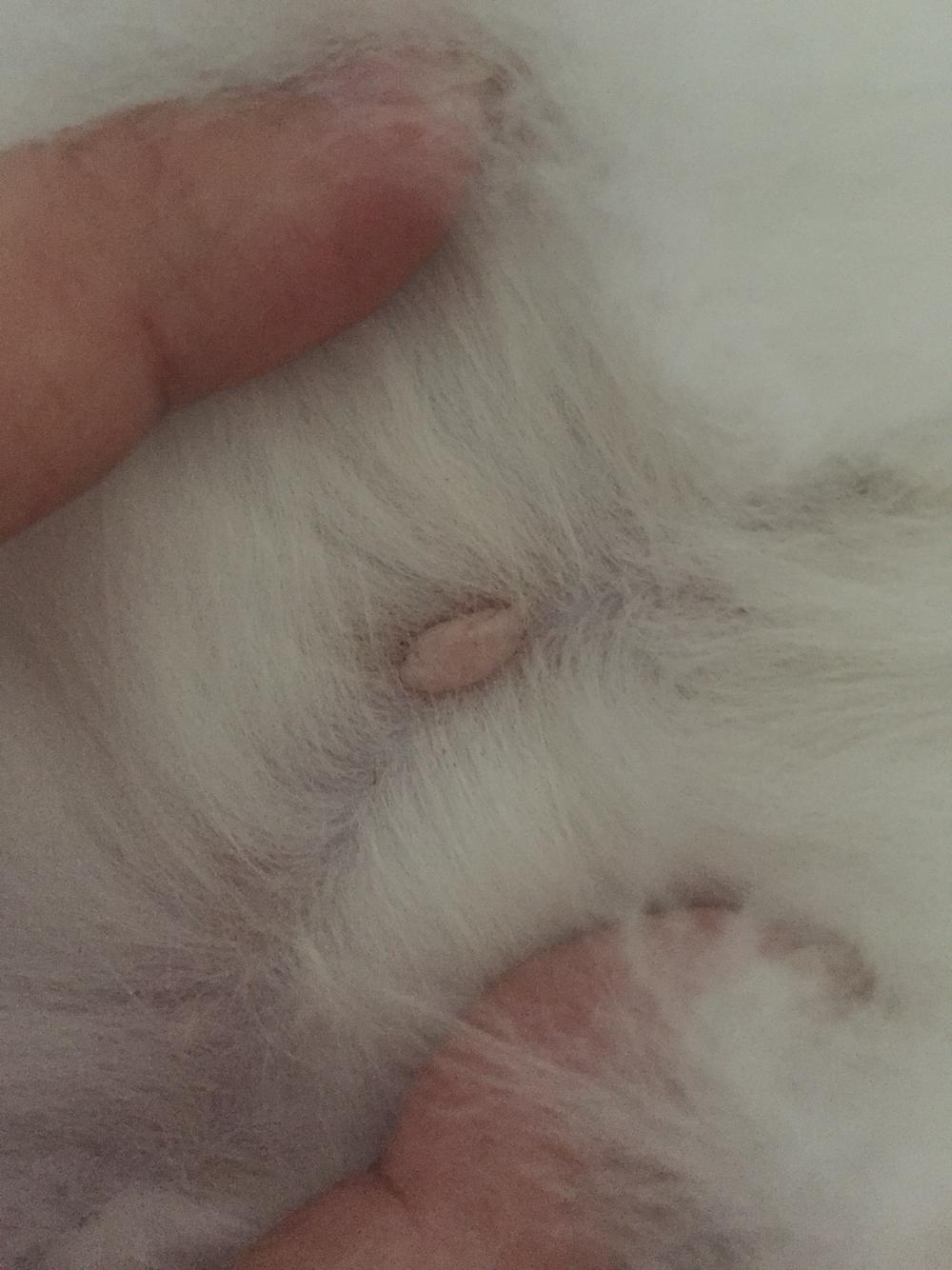 猫肚子上有个水泡或肉瘤?