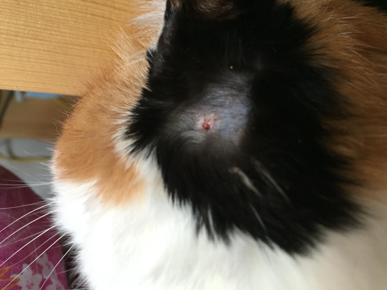 猫藓?