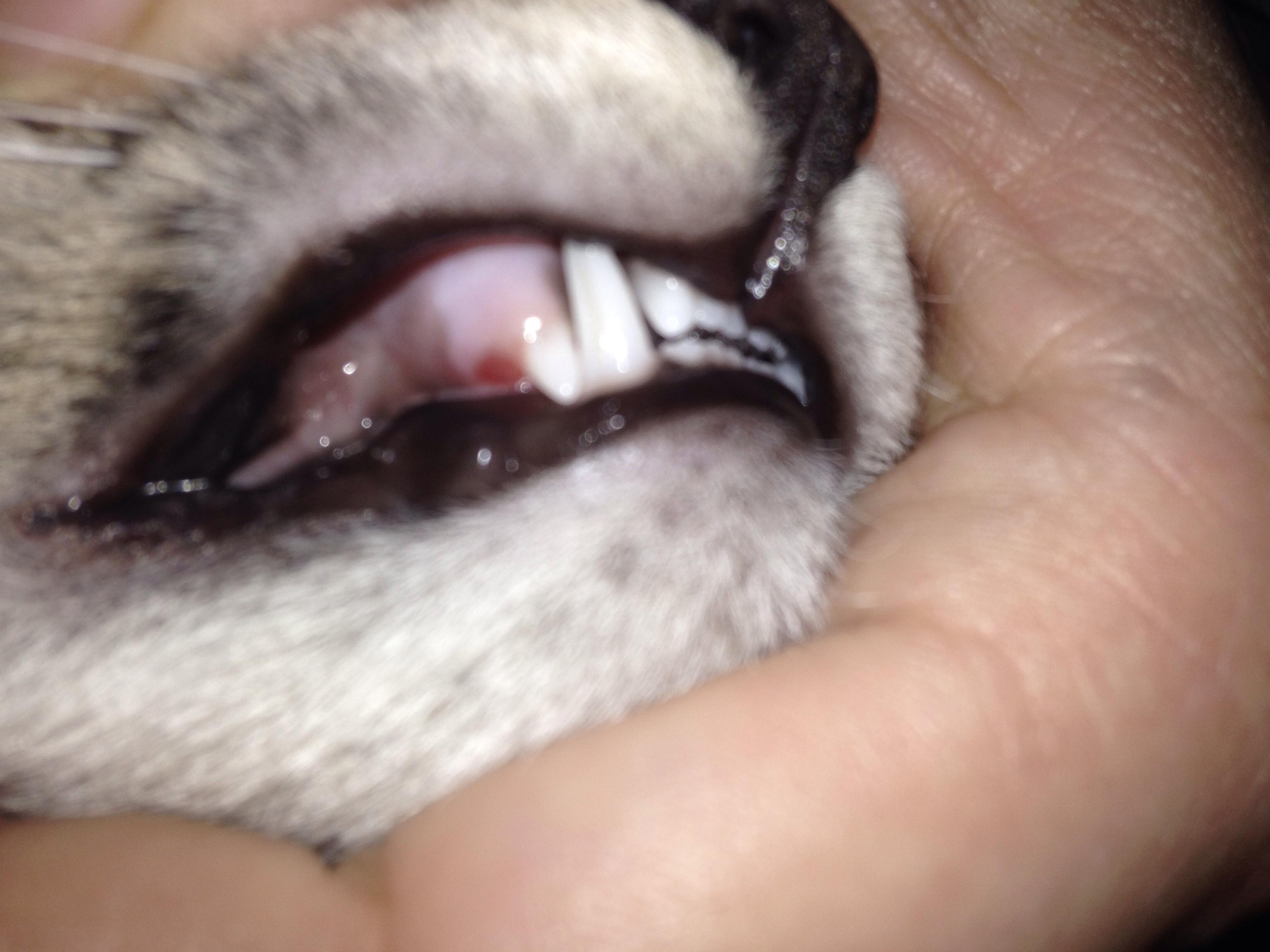犬齿后面有小红点