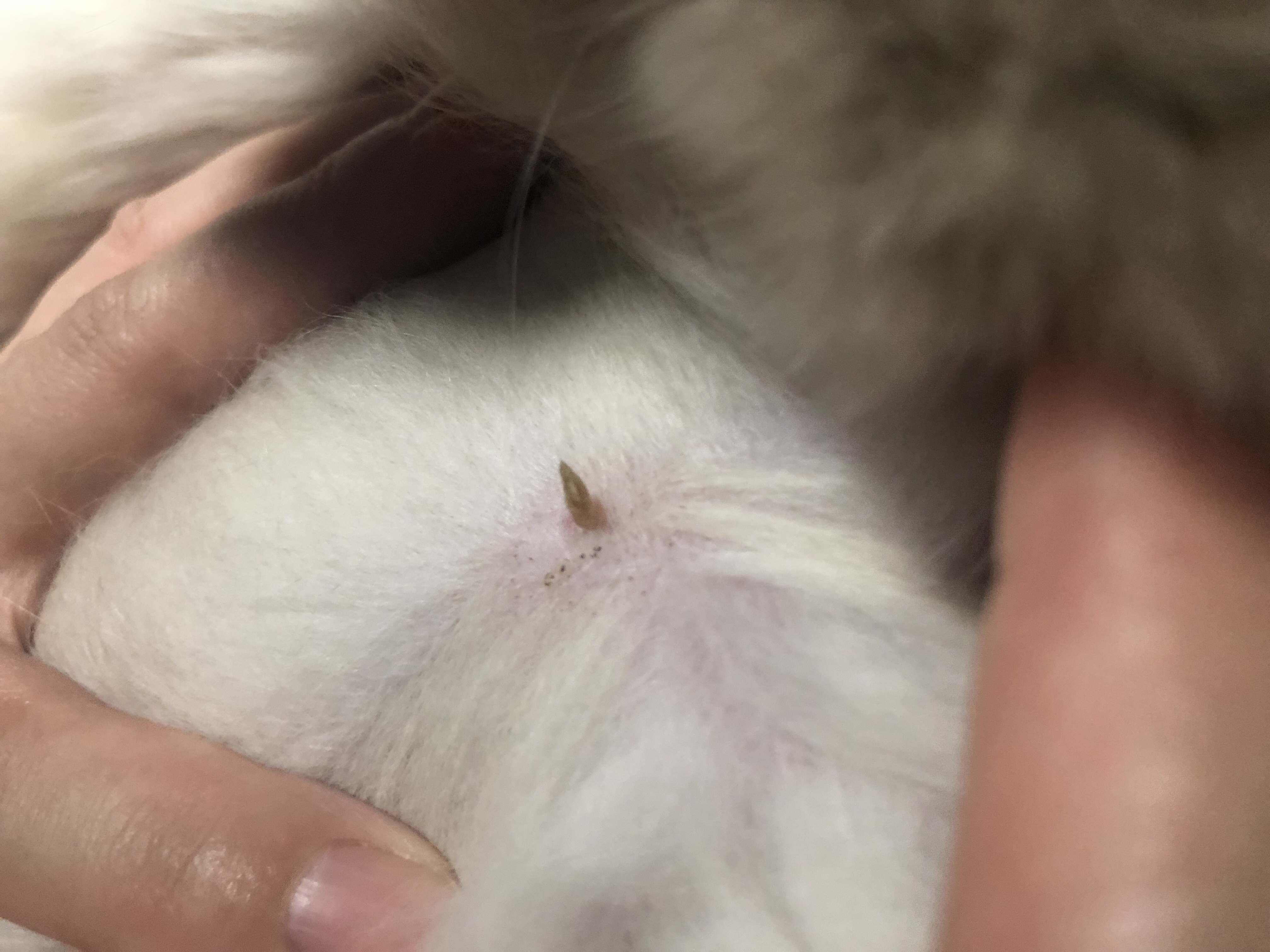 颈后注射狂犬疫苗后发现一个小鼓包