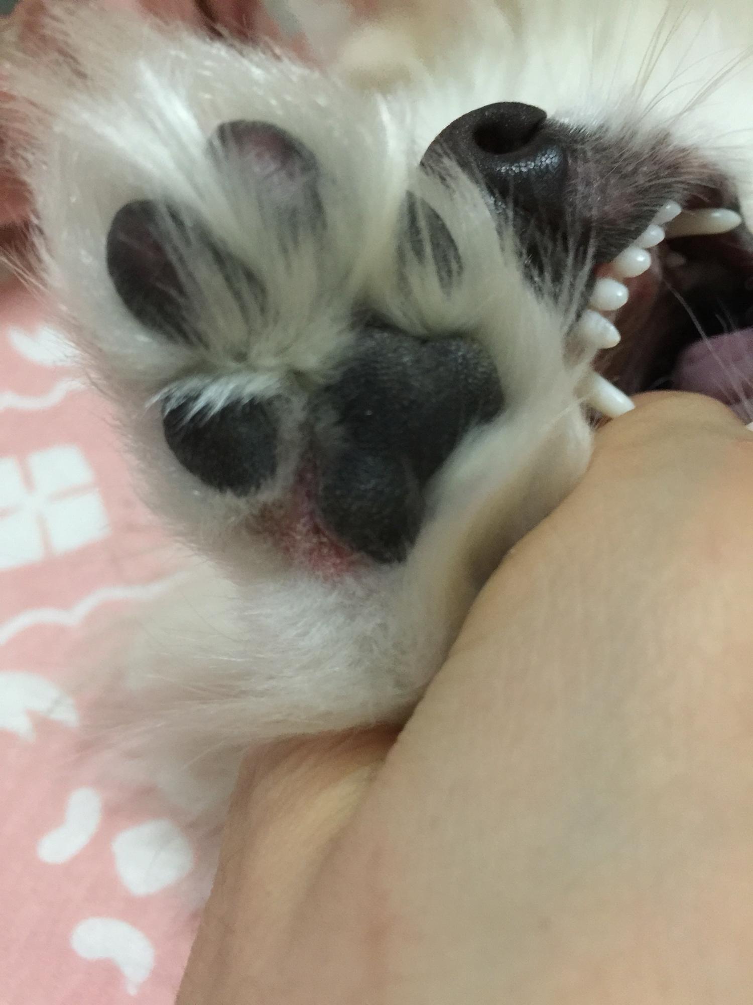 狗子肉垫边发红掉毛