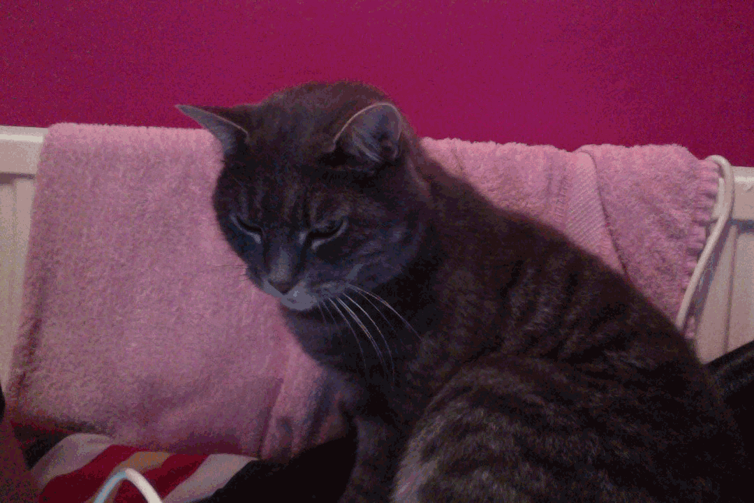 壁纸 动物 狗 狗狗 猫 猫咪 小猫 桌面 1080_720 gif 动态图 动图