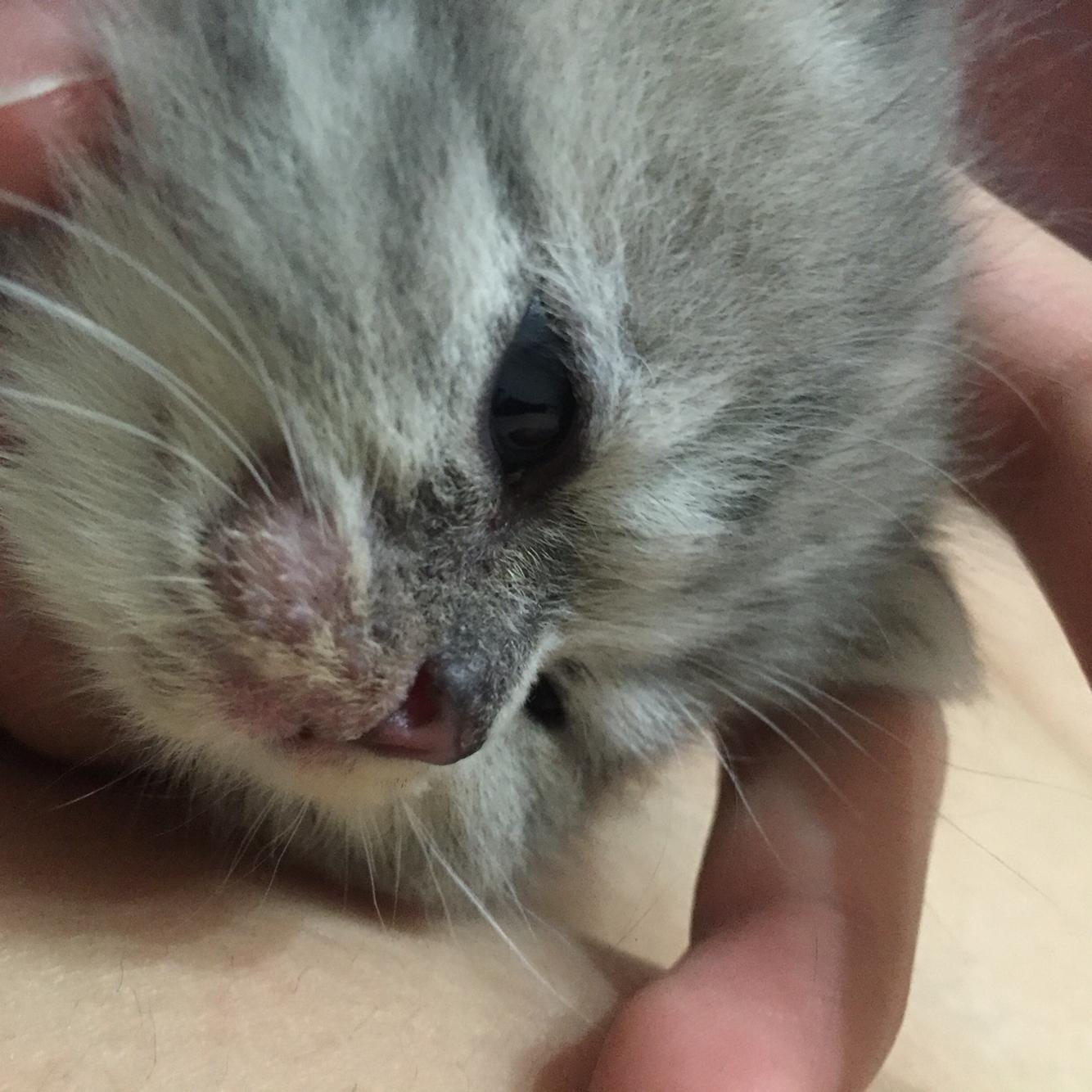得了奶癣 嘴巴周围和胸前一大块 该怎么治疗呢 卖家说猫咪小不能用药