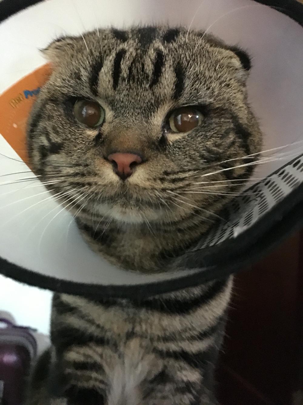 猫得了角膜溃疡,下睫毛总是刺激眼球 猫得了角膜溃疡,下睫毛总是刺激眼球