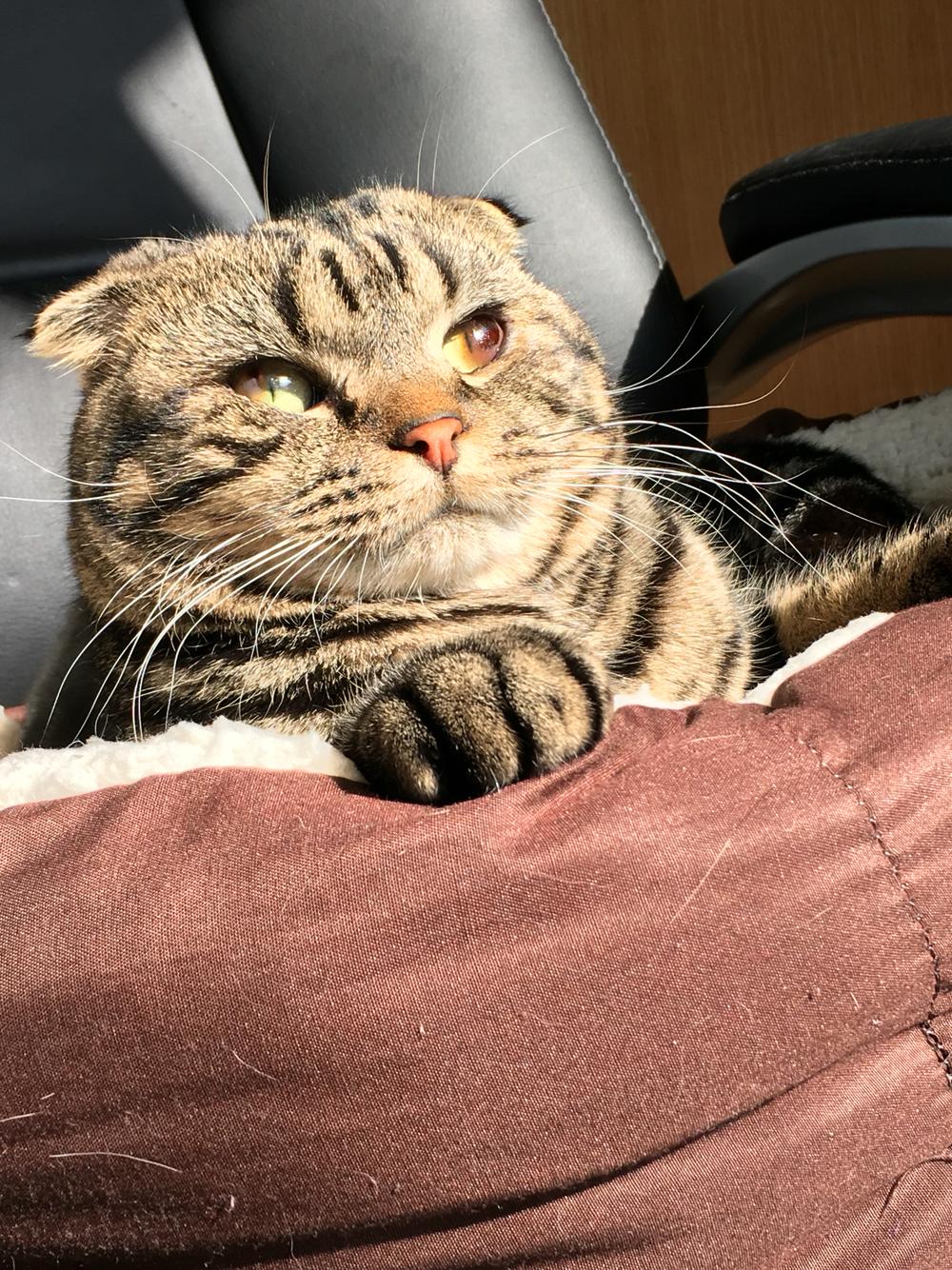 猫得了角膜溃疡,下睫毛总是刺激眼球 猫得了角膜溃疡,下睫毛总是刺激眼球