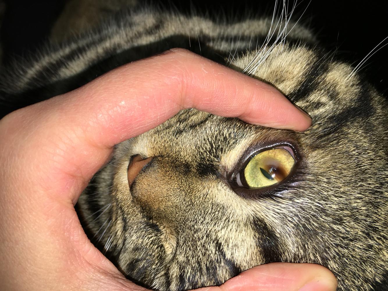 猫得了角膜溃疡,下睫毛总是刺激眼球 猫得了角膜溃疡,下睫毛总是刺激眼球
