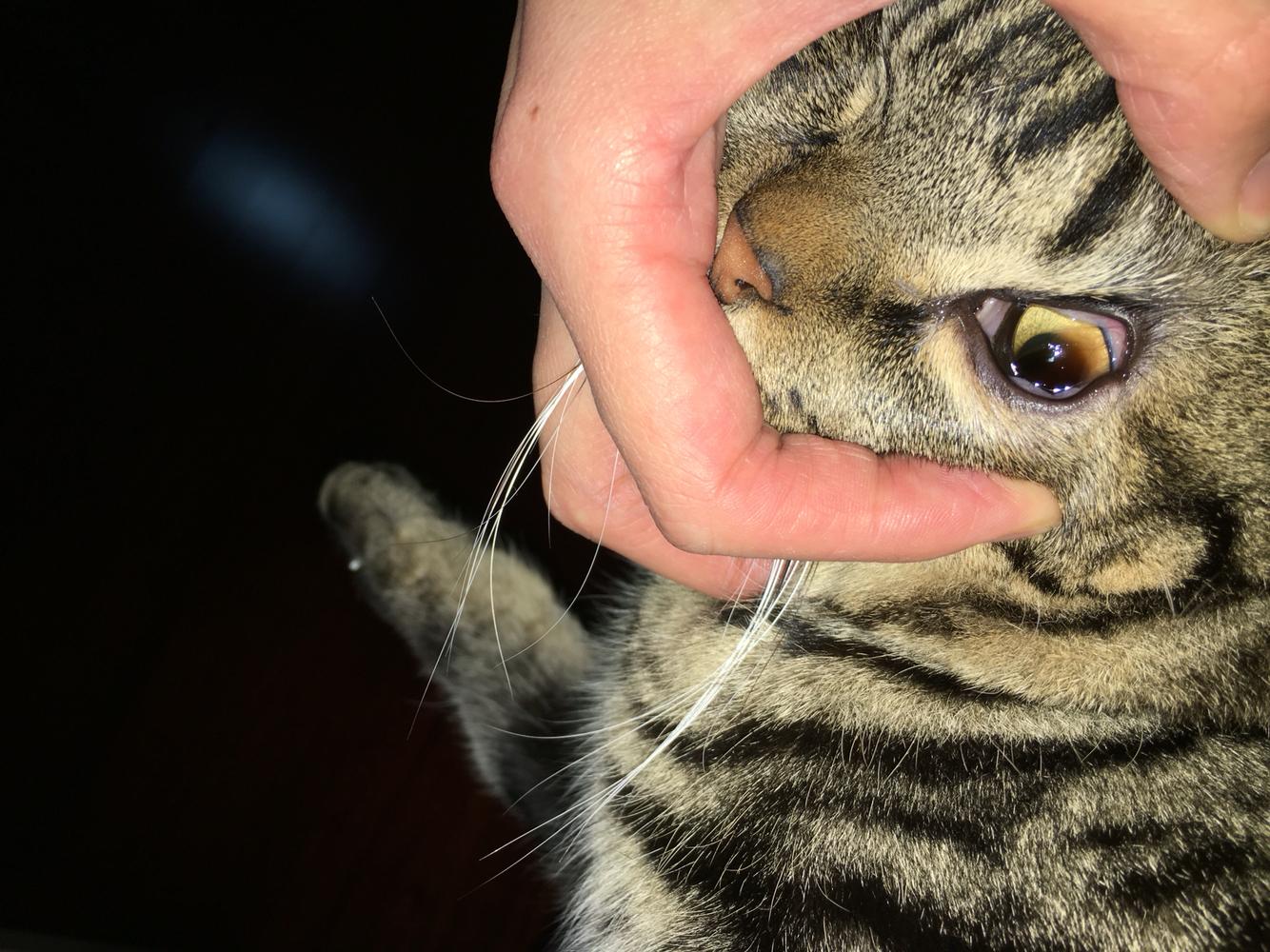 猫得了角膜溃疡,下睫毛总是刺激眼球 猫得了角膜溃疡,下睫毛总是刺激眼球