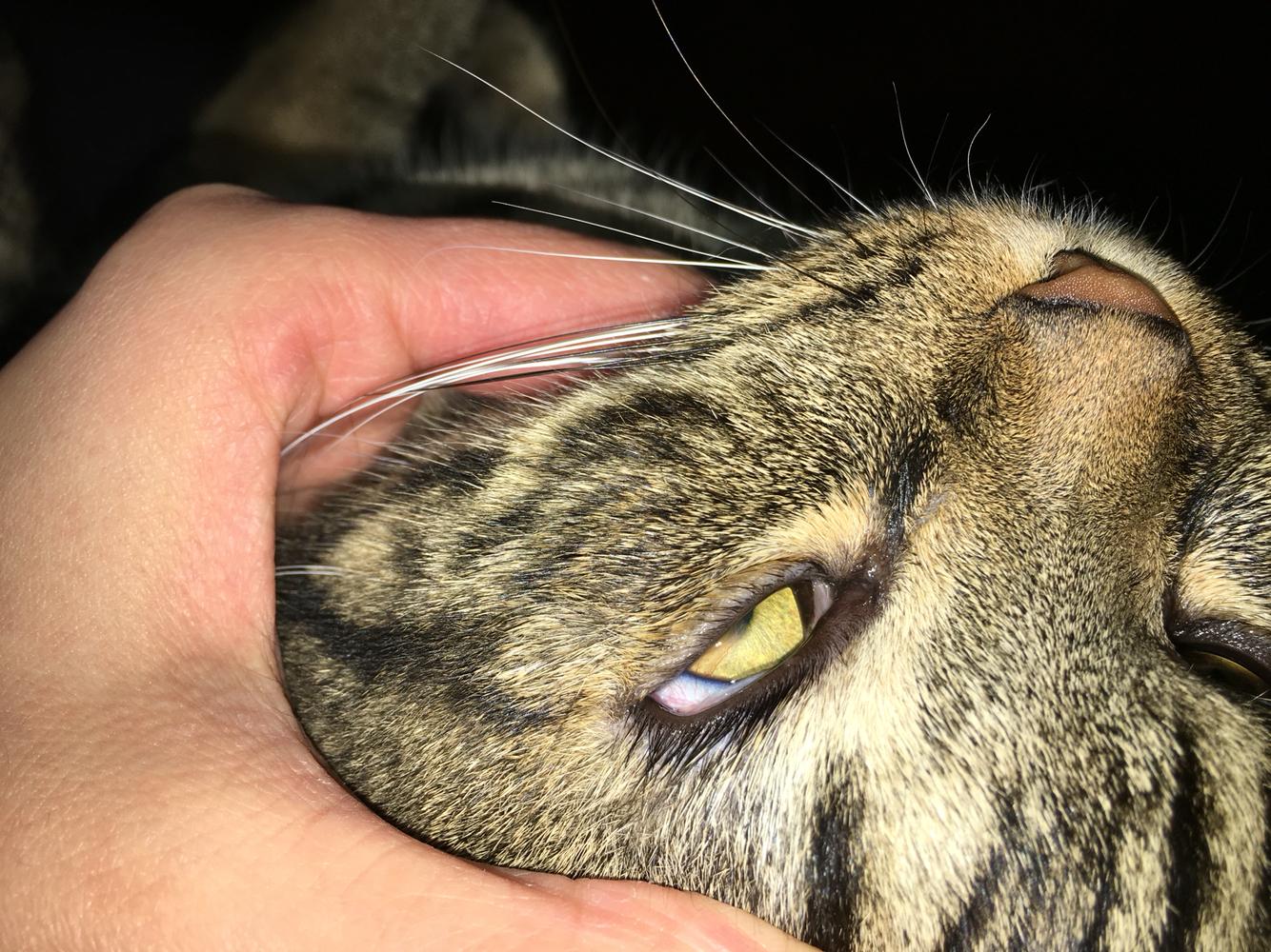 猫得了角膜溃疡,下睫毛总是刺激眼球 猫得了角膜溃疡,下睫毛总是刺激眼球
