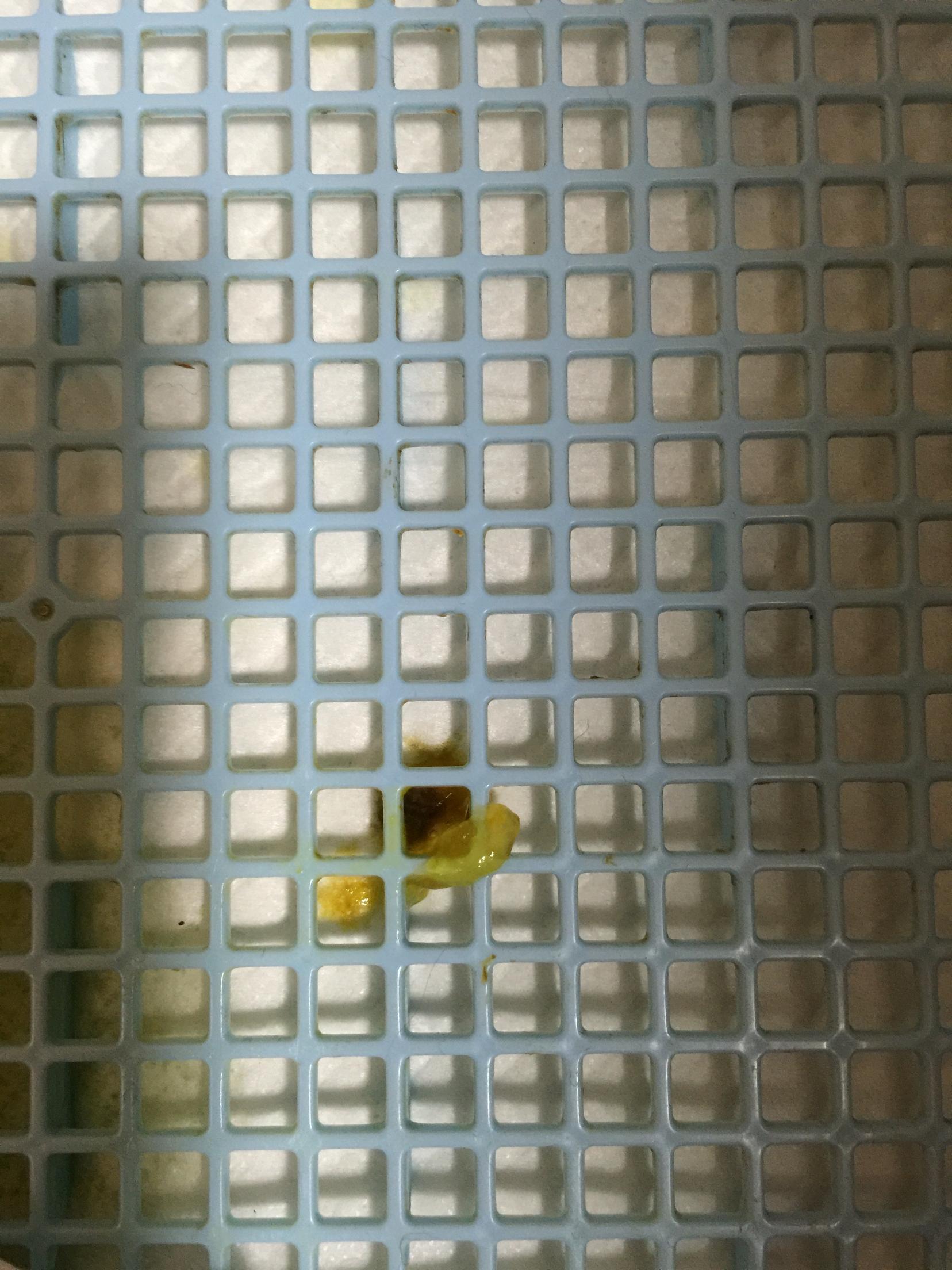 这是球虫病的症状吗?