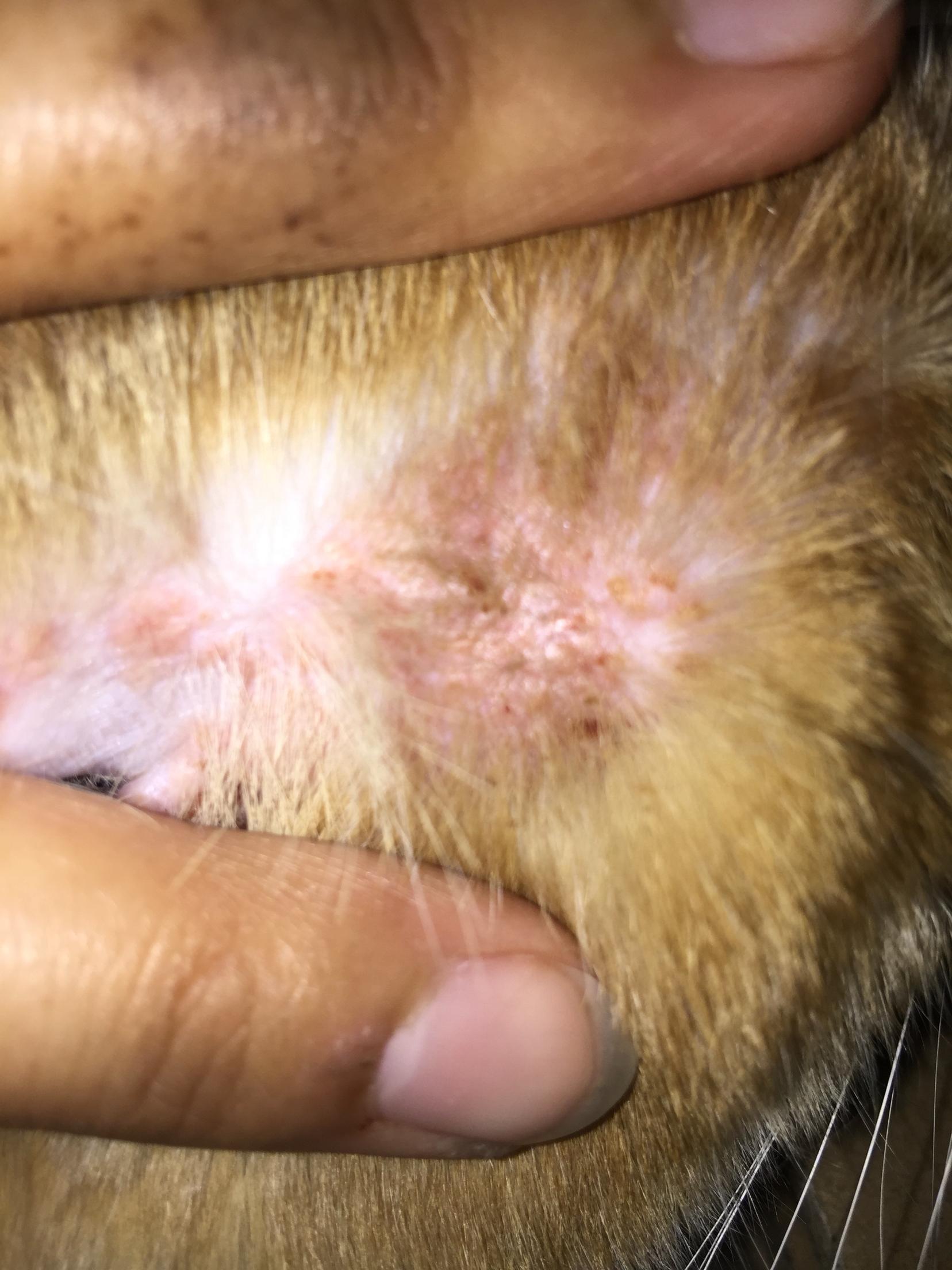 猫的耳朵发红