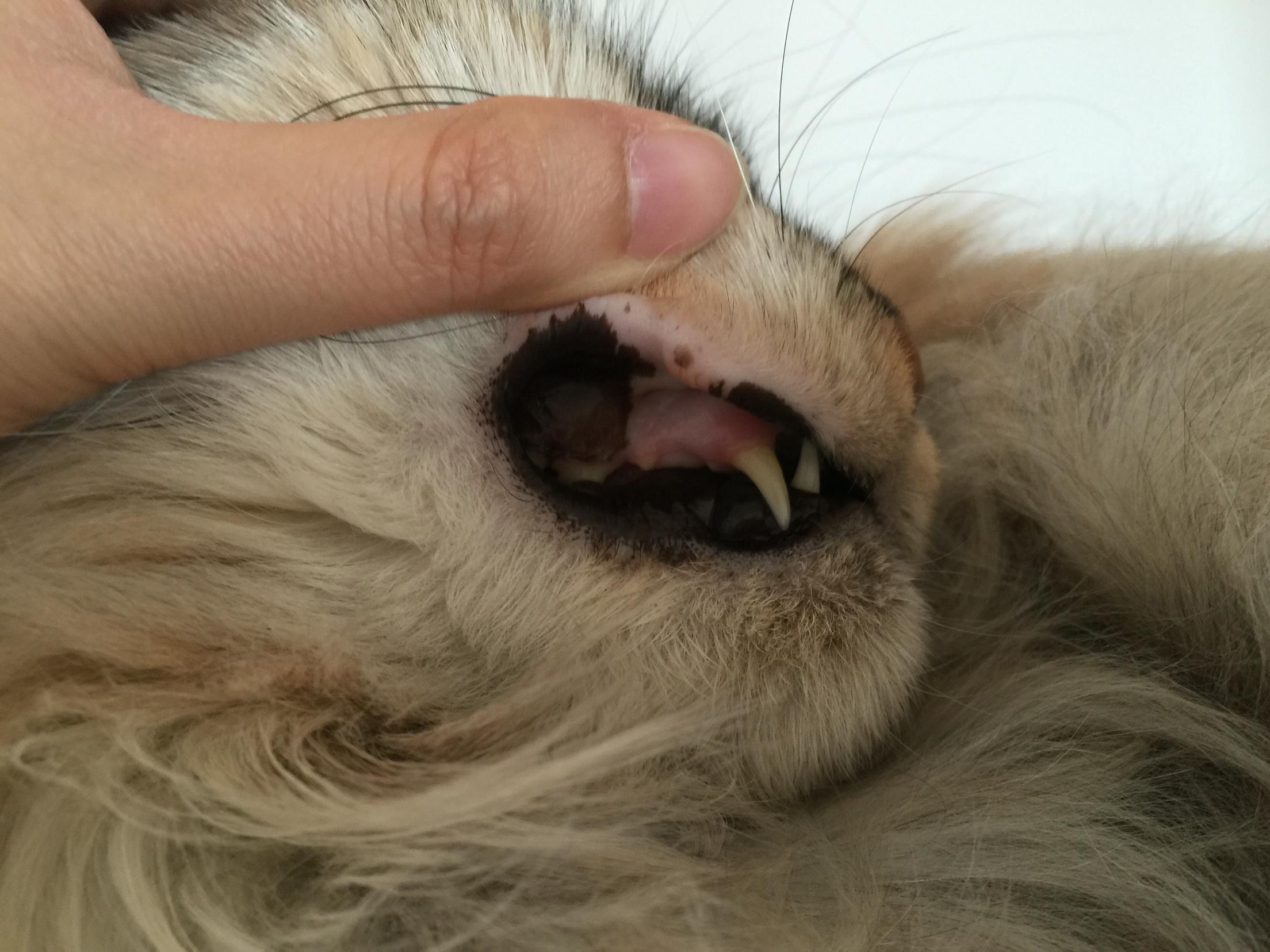 请问猫咪嘴唇上长的这是溃疡吗?