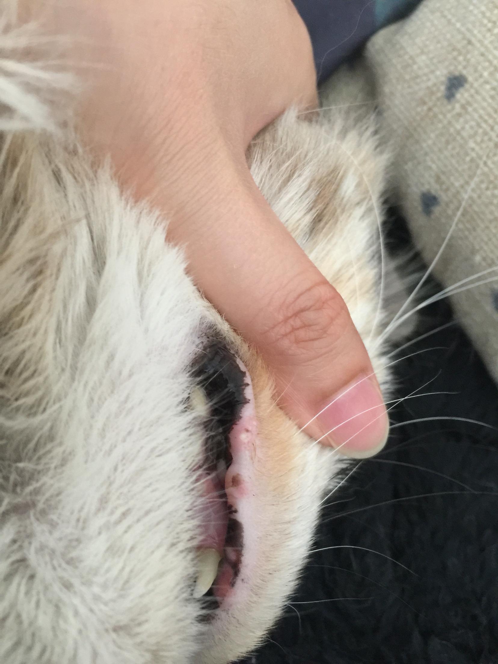 请问猫咪嘴唇上长的这是溃疡吗?