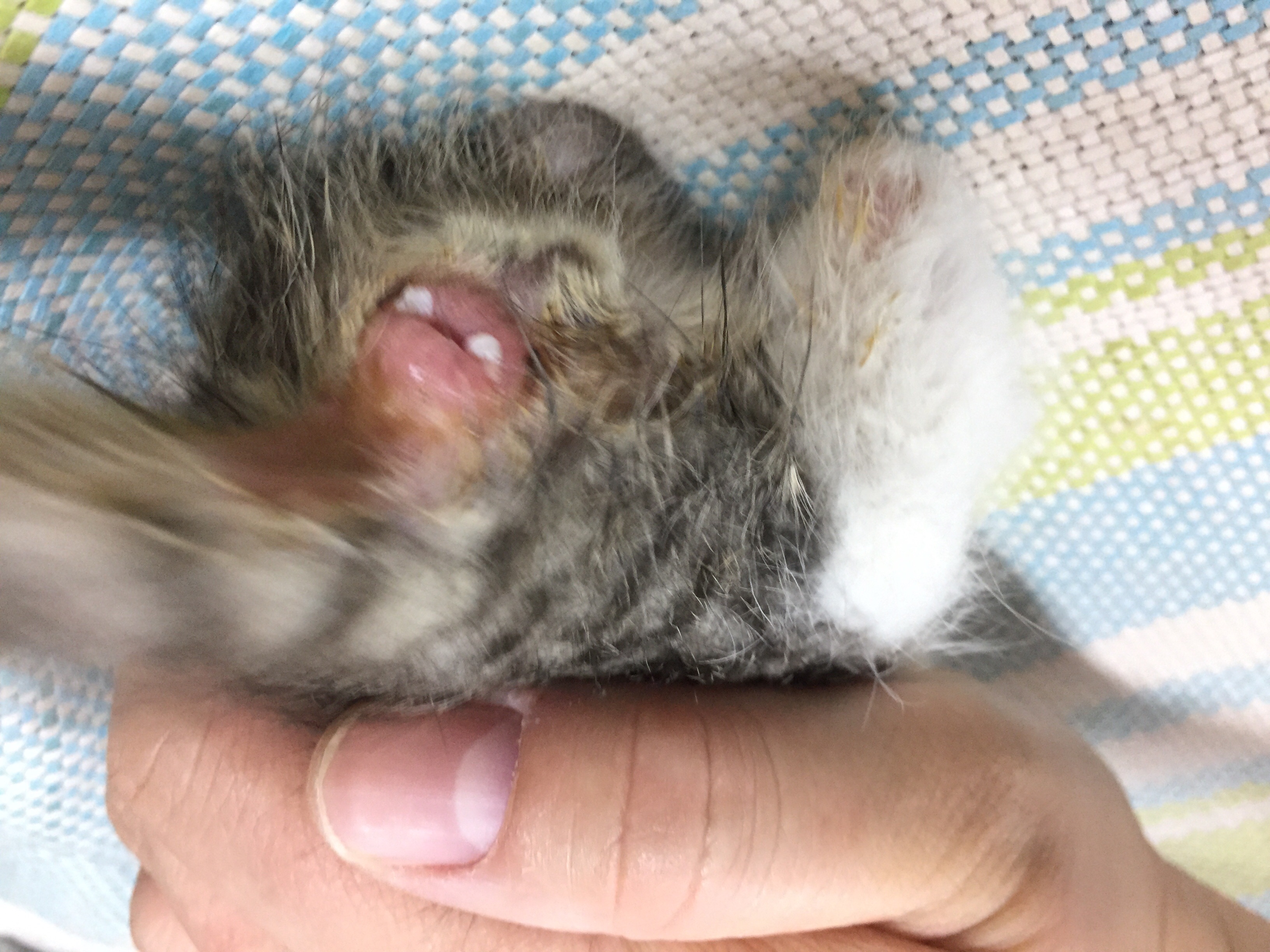 一个月奶猫,出生10天被抛弃,我救助了,现在一个月,还在喝奶,3天前突然