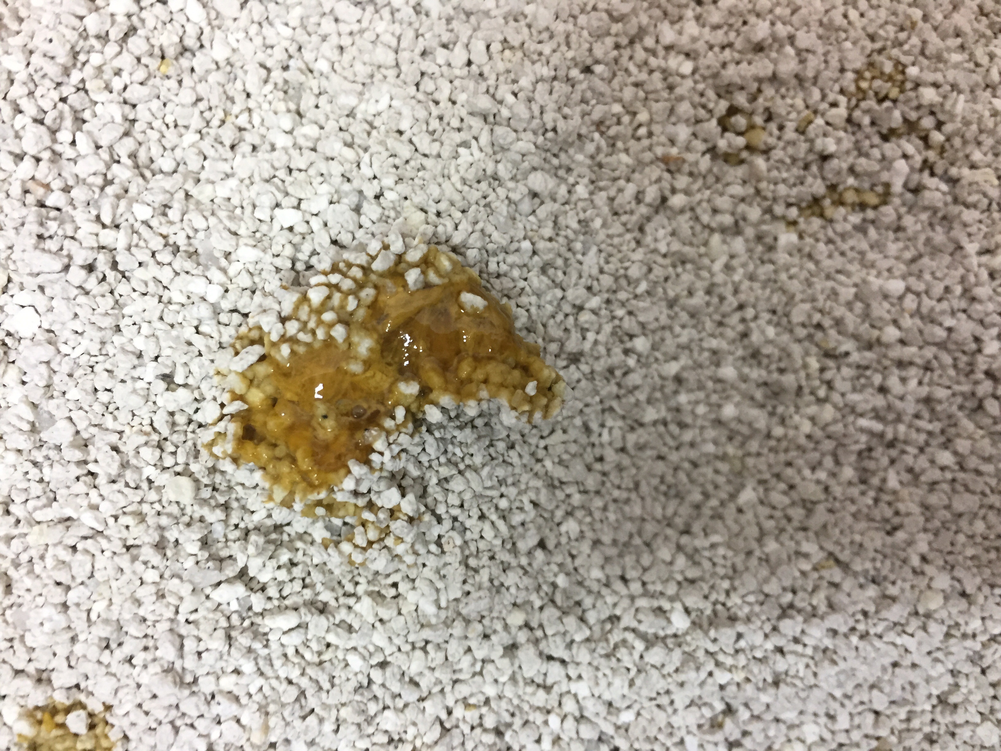 一个月奶猫,出生10天被抛弃,我救助了,现在一个月,还在喝奶,3天前突然