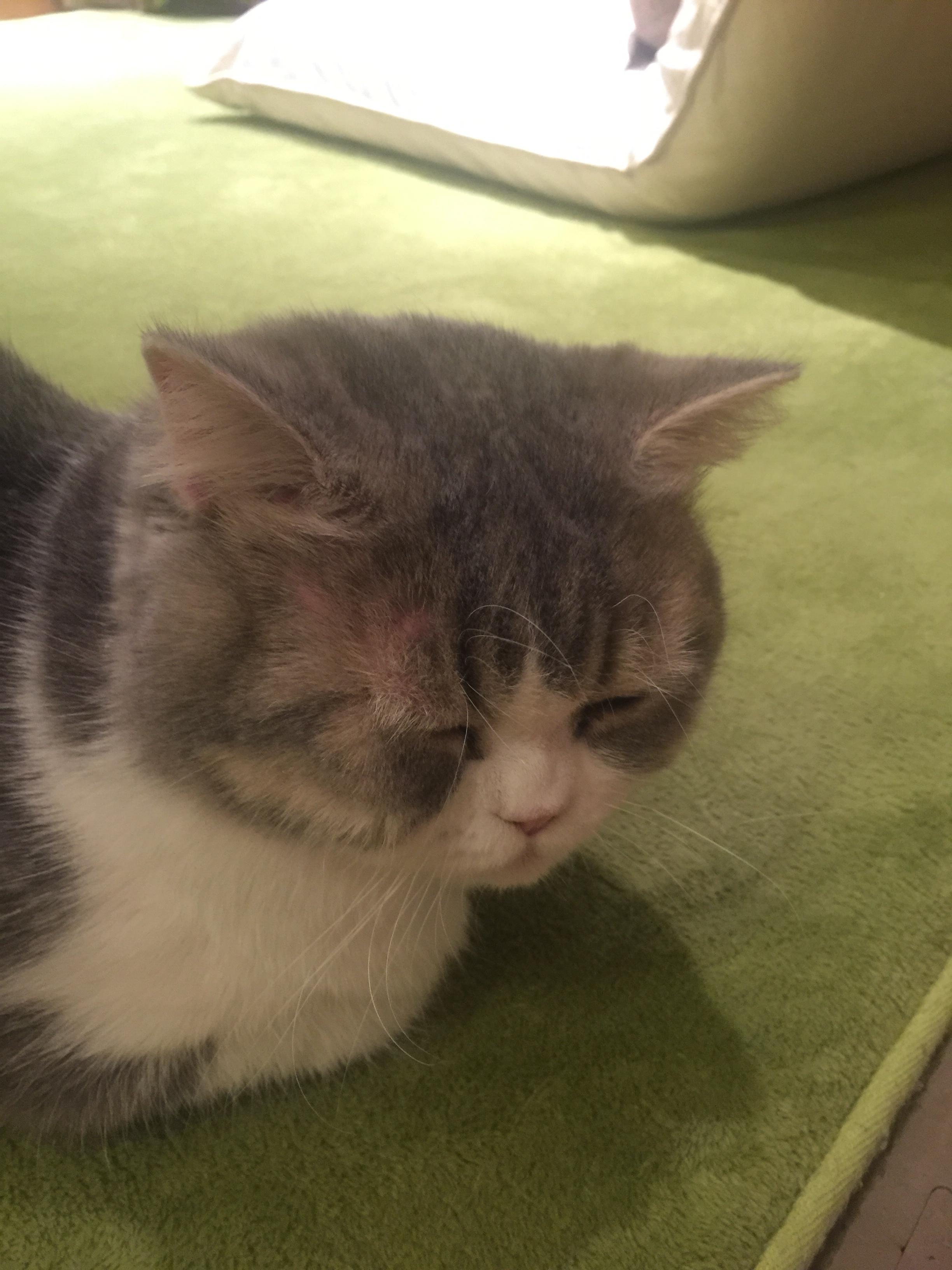 寄养在家长家两天之后发现猫有点秃了 寄养在家长家两天之后发现猫有点秃了