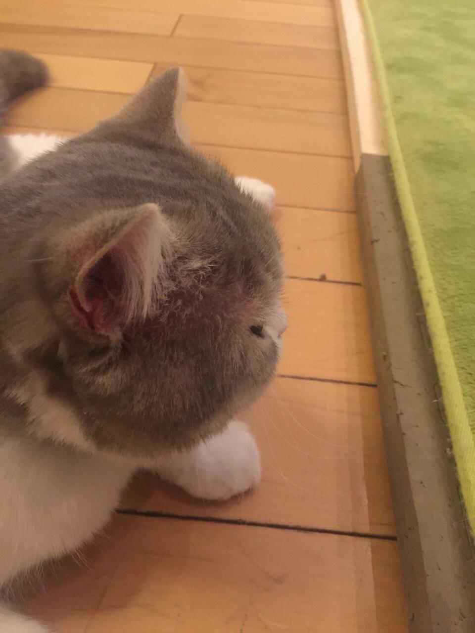 寄养在家长家两天之后发现猫有点秃了 寄养在家长家两天之后发现猫有点秃了