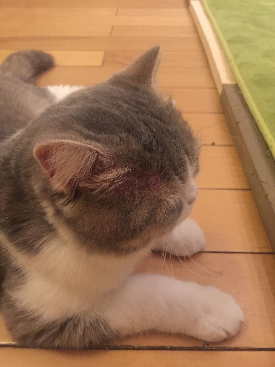 寄养在家长家两天之后发现猫有点秃了 寄养在家长家两天之后发现猫有点秃了