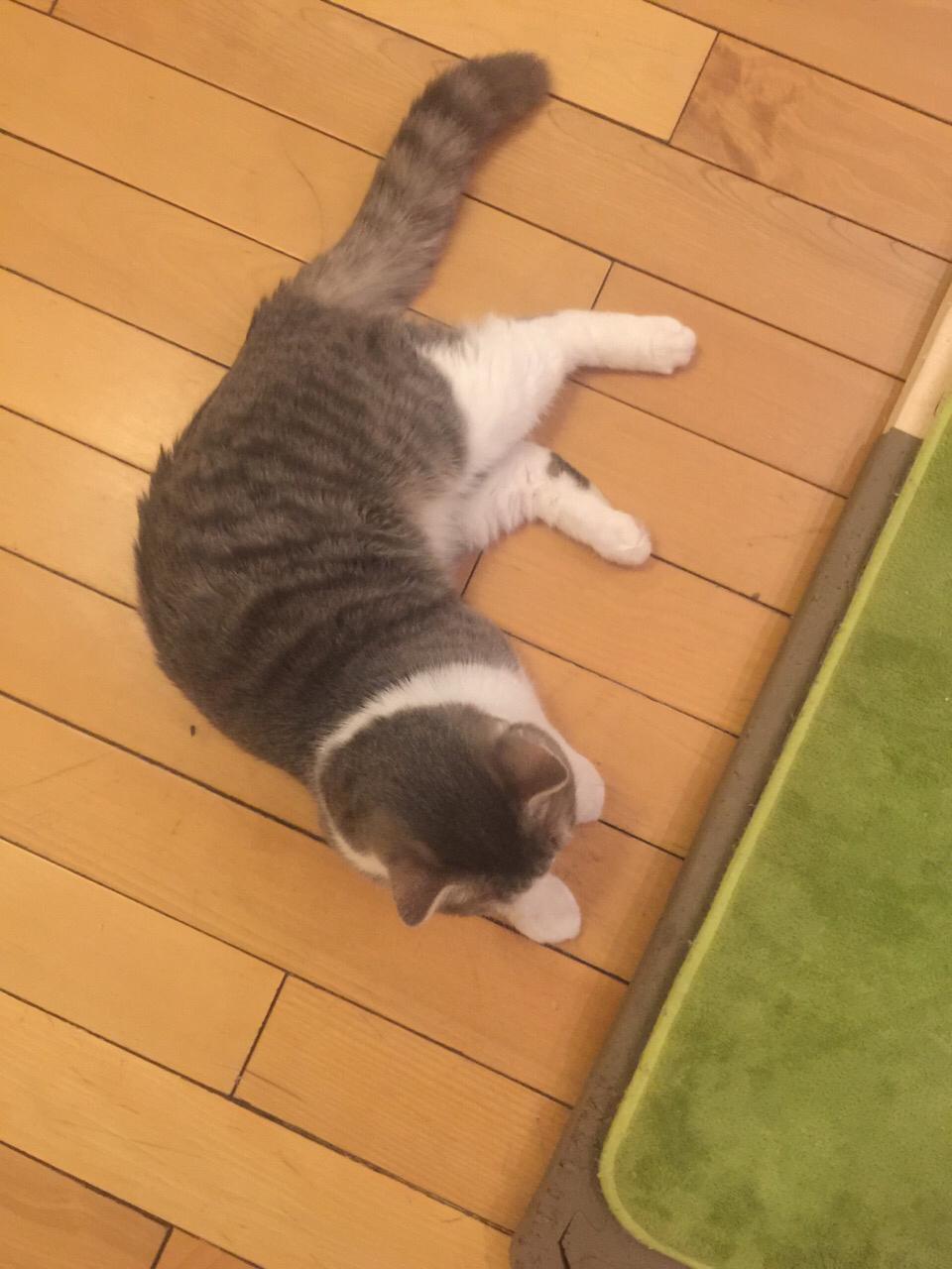 寄养在家长家两天之后发现猫有点秃了 寄养在家长家两天之后发现猫有点秃了