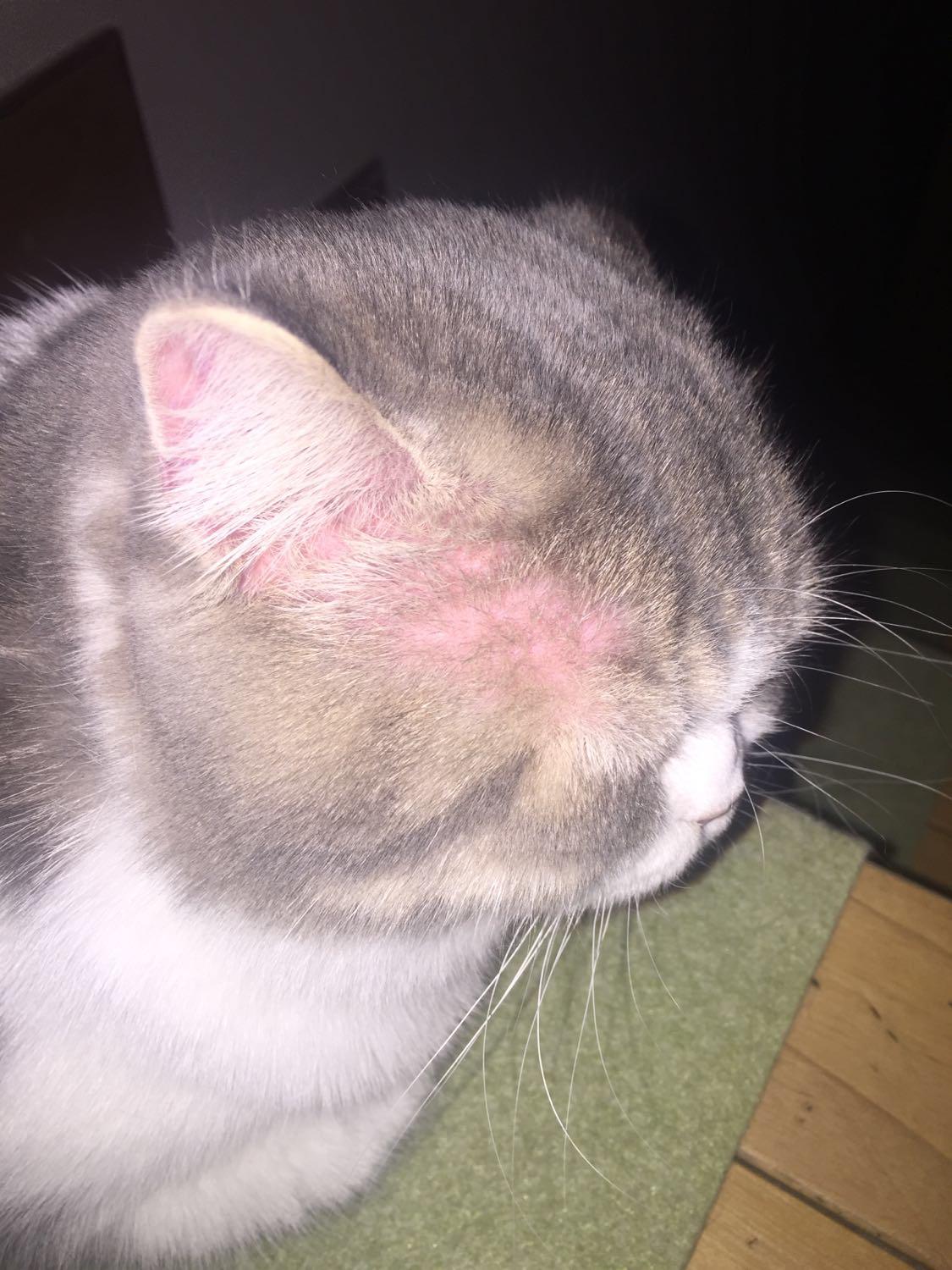 寄养在家长家两天之后发现猫有点秃了 寄养在家长家两天之后发现猫有点秃了