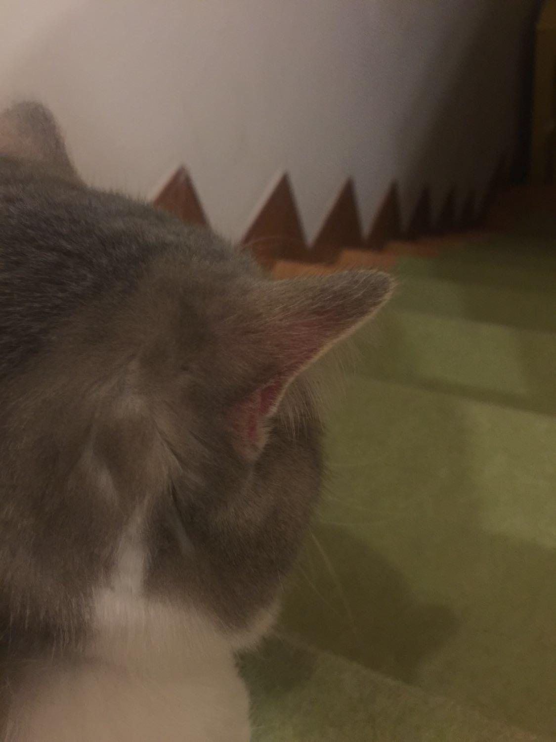 寄养在家长家两天之后发现猫有点秃了 寄养在家长家两天之后发现猫有点秃了