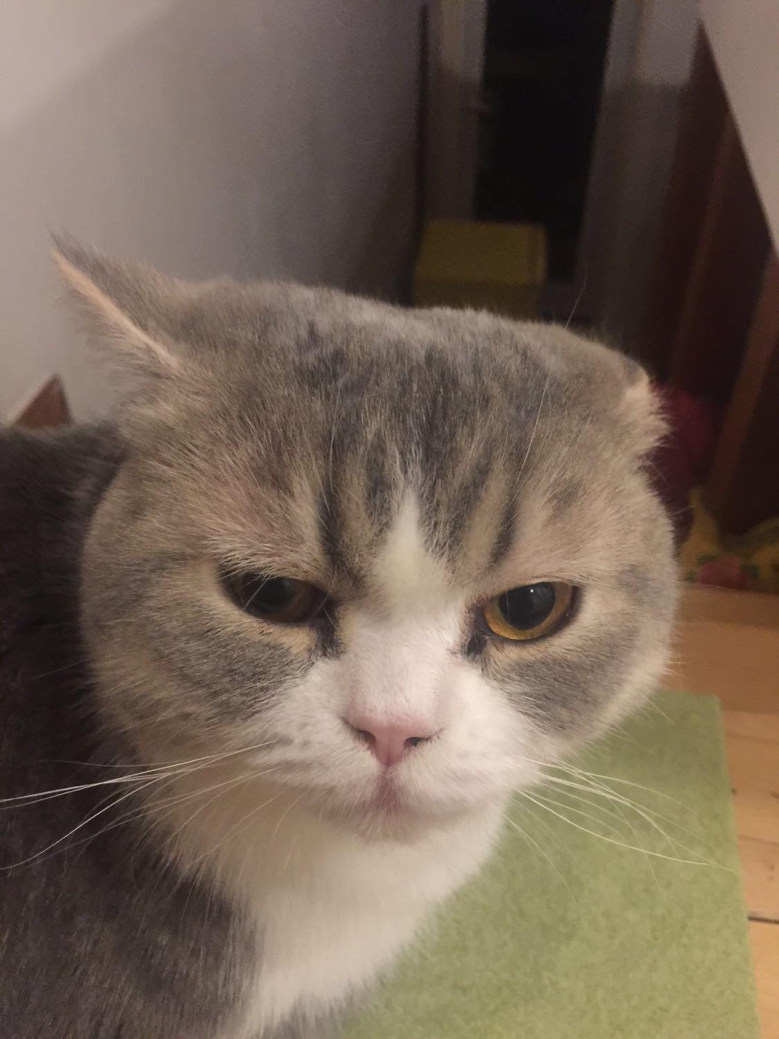 寄养在家长家两天之后发现猫有点秃了 寄养在家长家两天之后发现猫有点秃了
