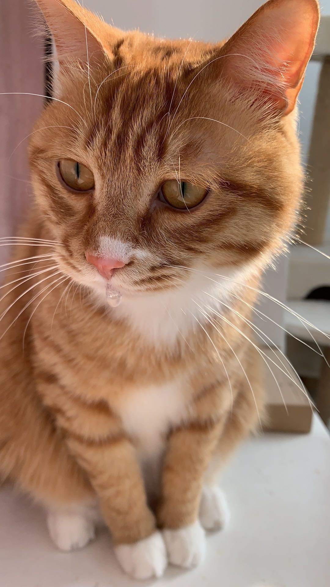 猫咪呕吐软便流口水怎么回事