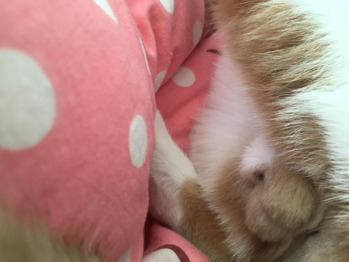 5个月公猫小便口变黑
