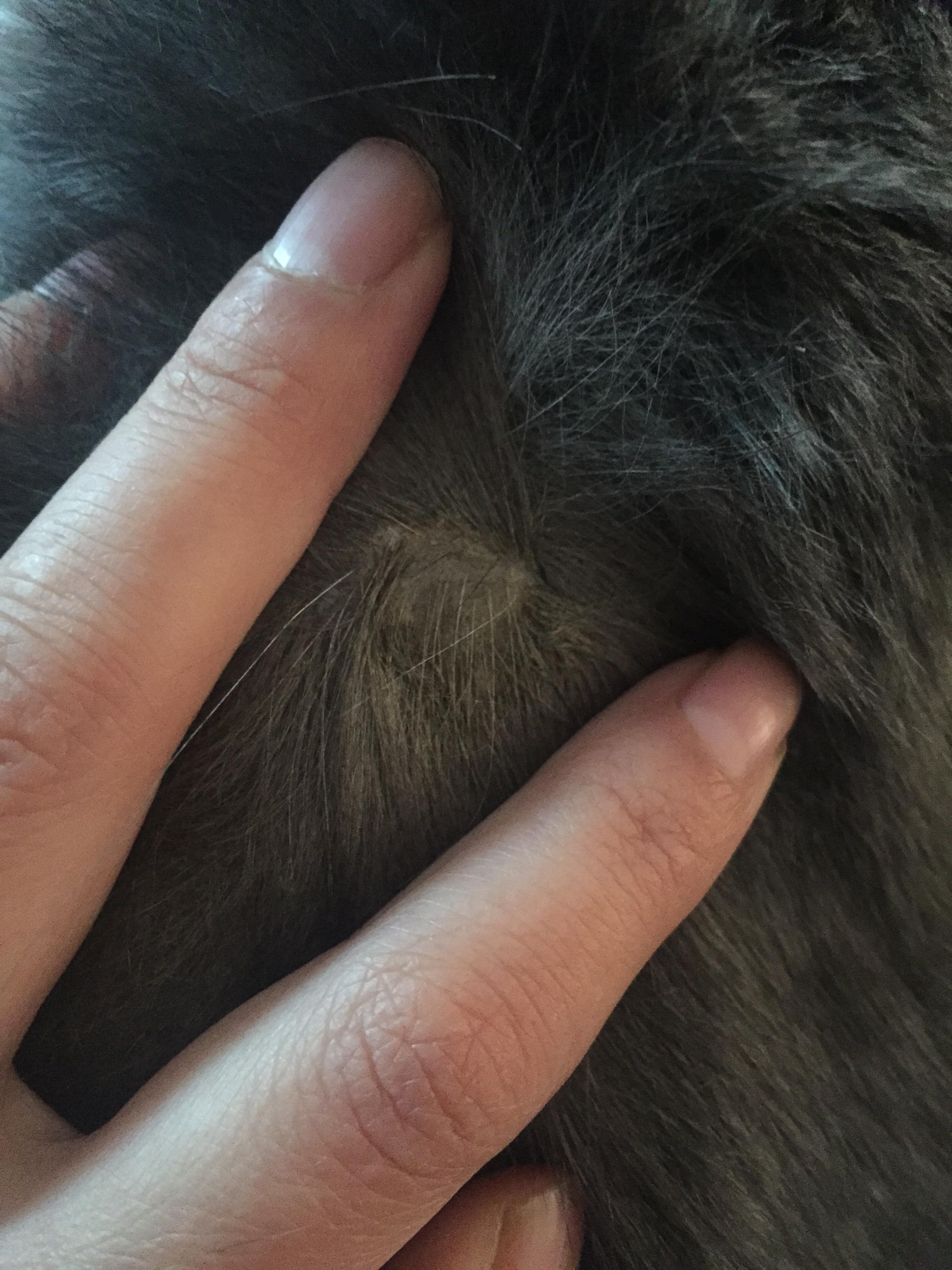 猫癣