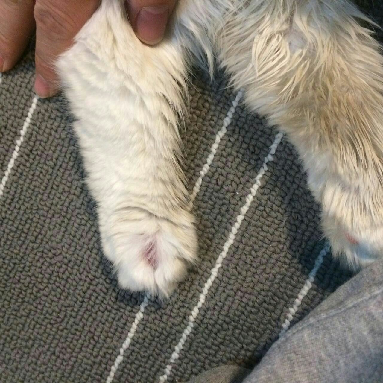 猫咪爪子红肿