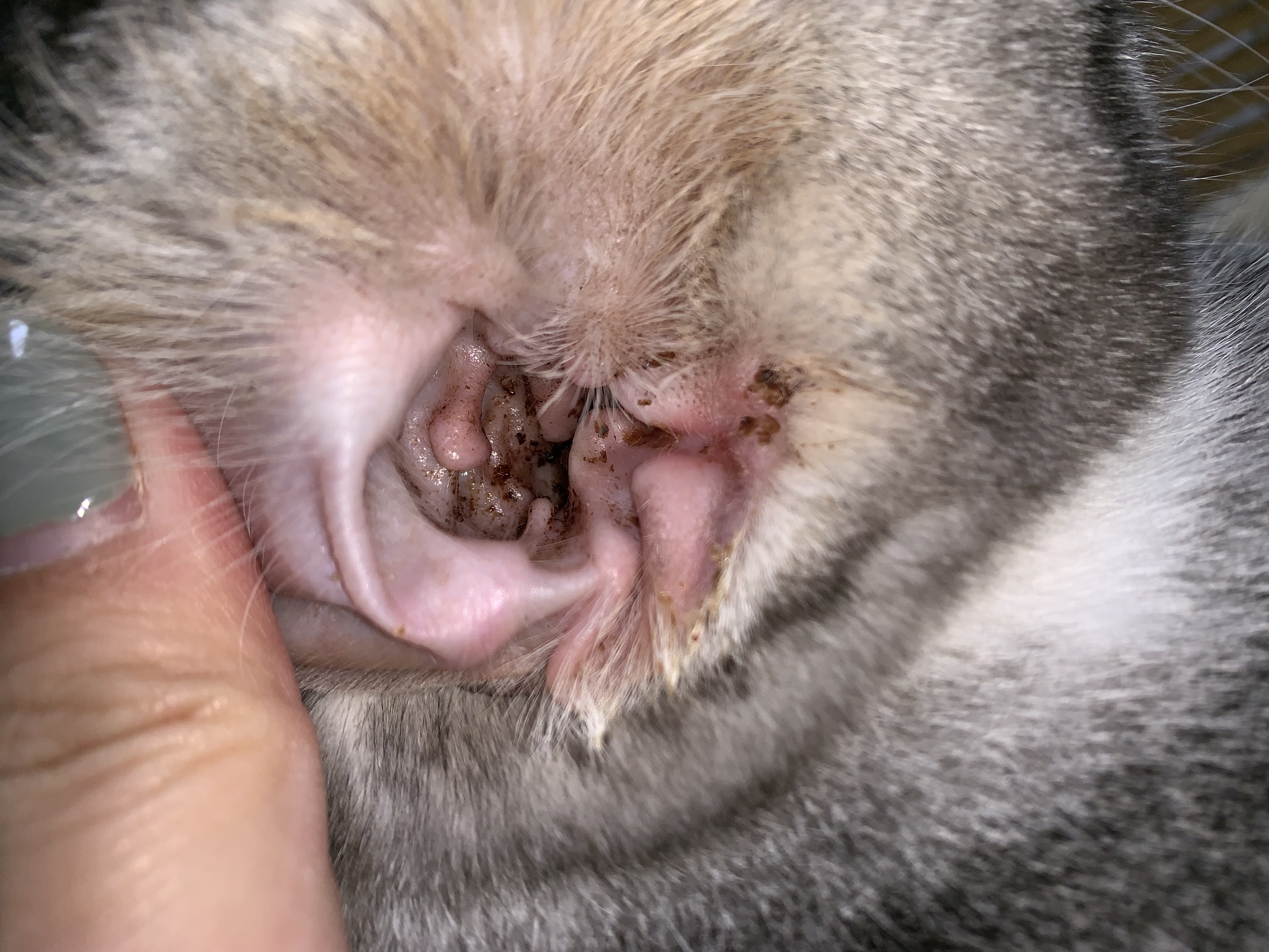 检测出犬小孢子菌无耳螨,医生口述属马拉色真菌感染,开始每天洗耳后上