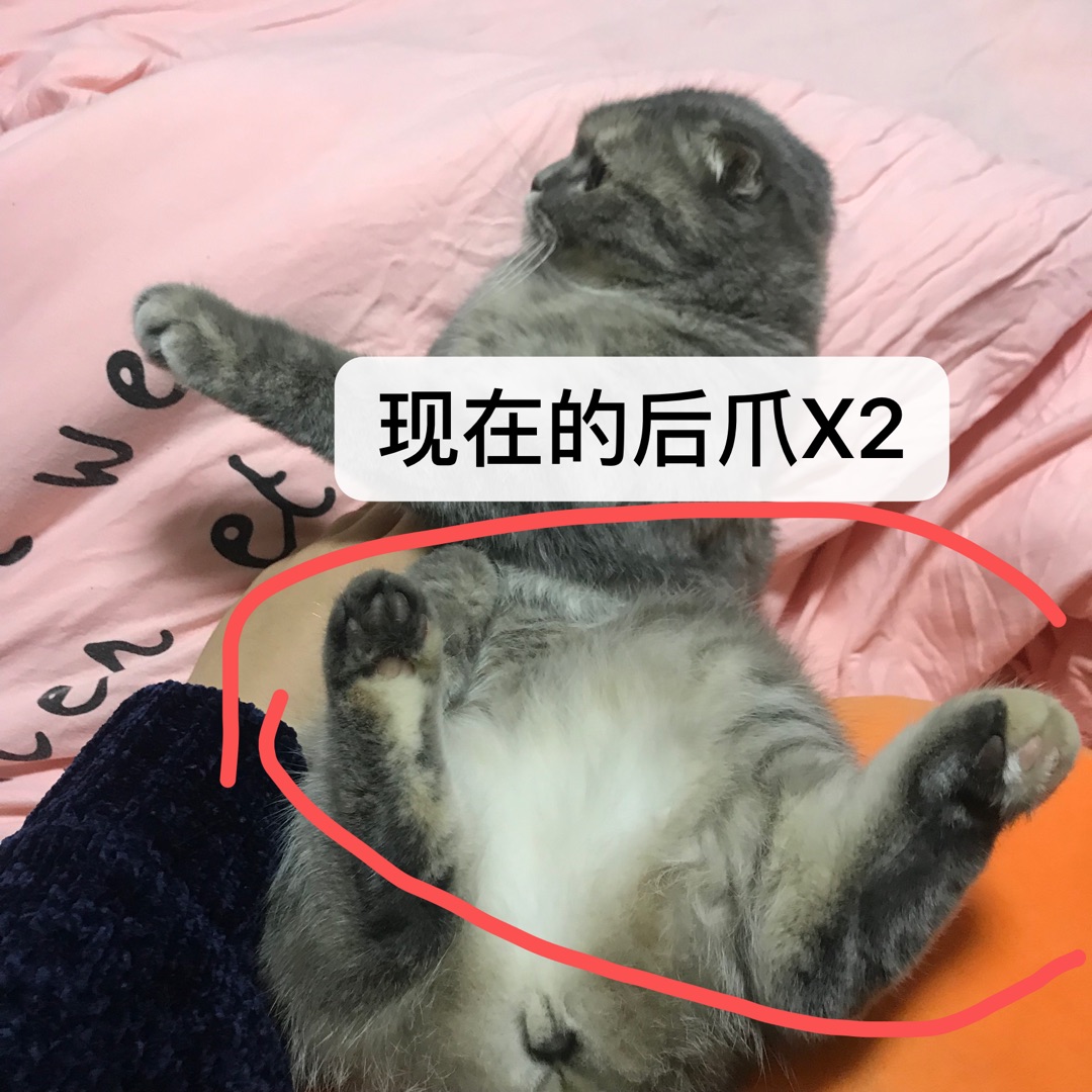 折耳猫疑似发病的询问