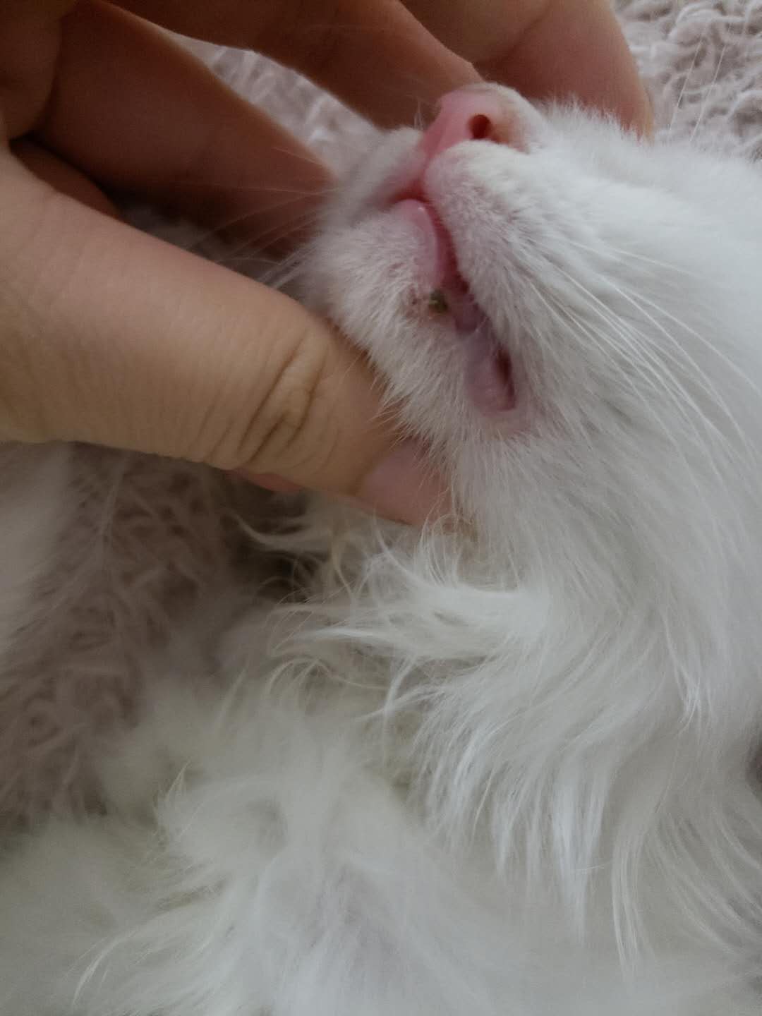 嘴巴长疙瘩了
