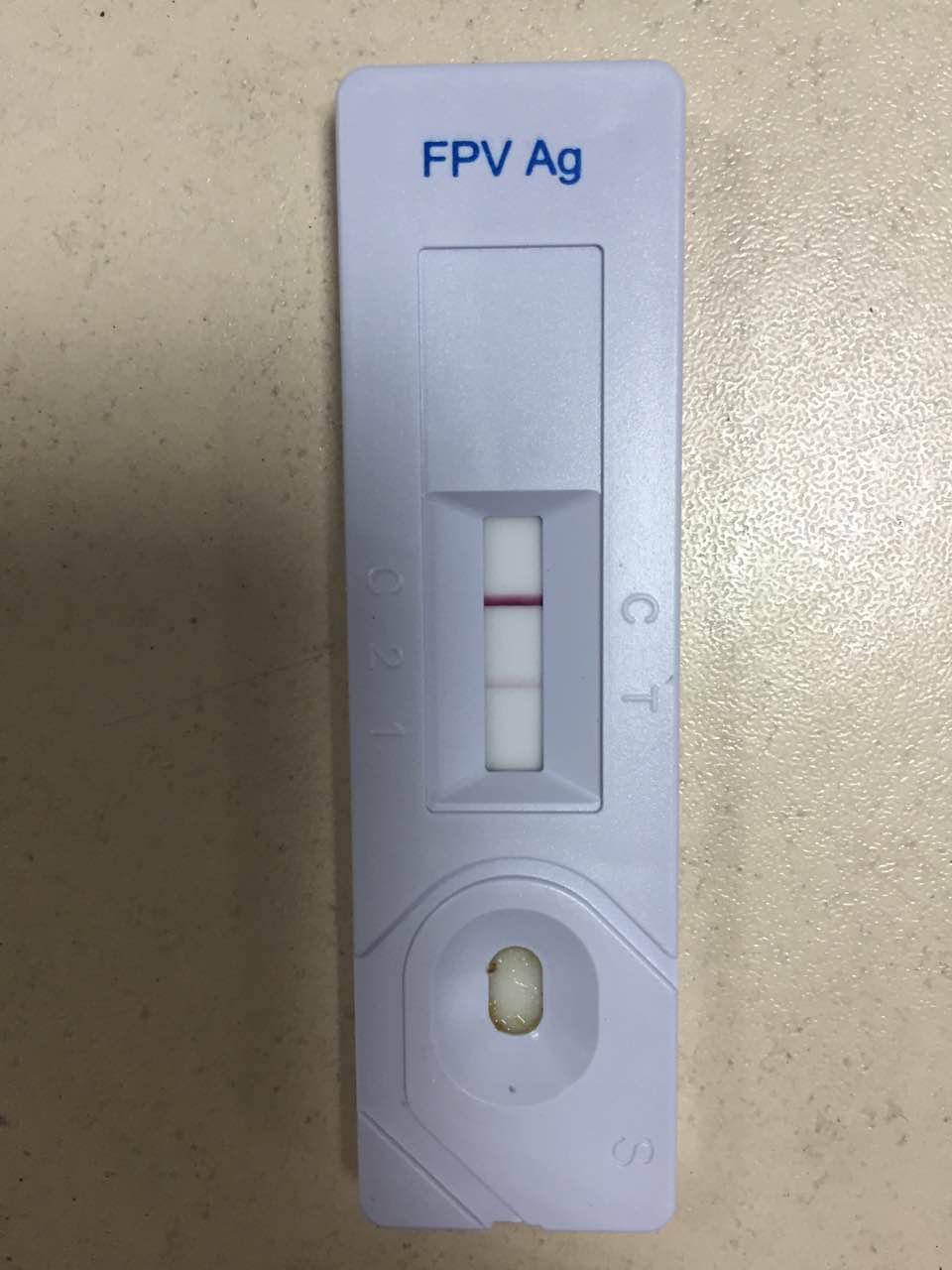 接触过猫瘟病毒如何消毒