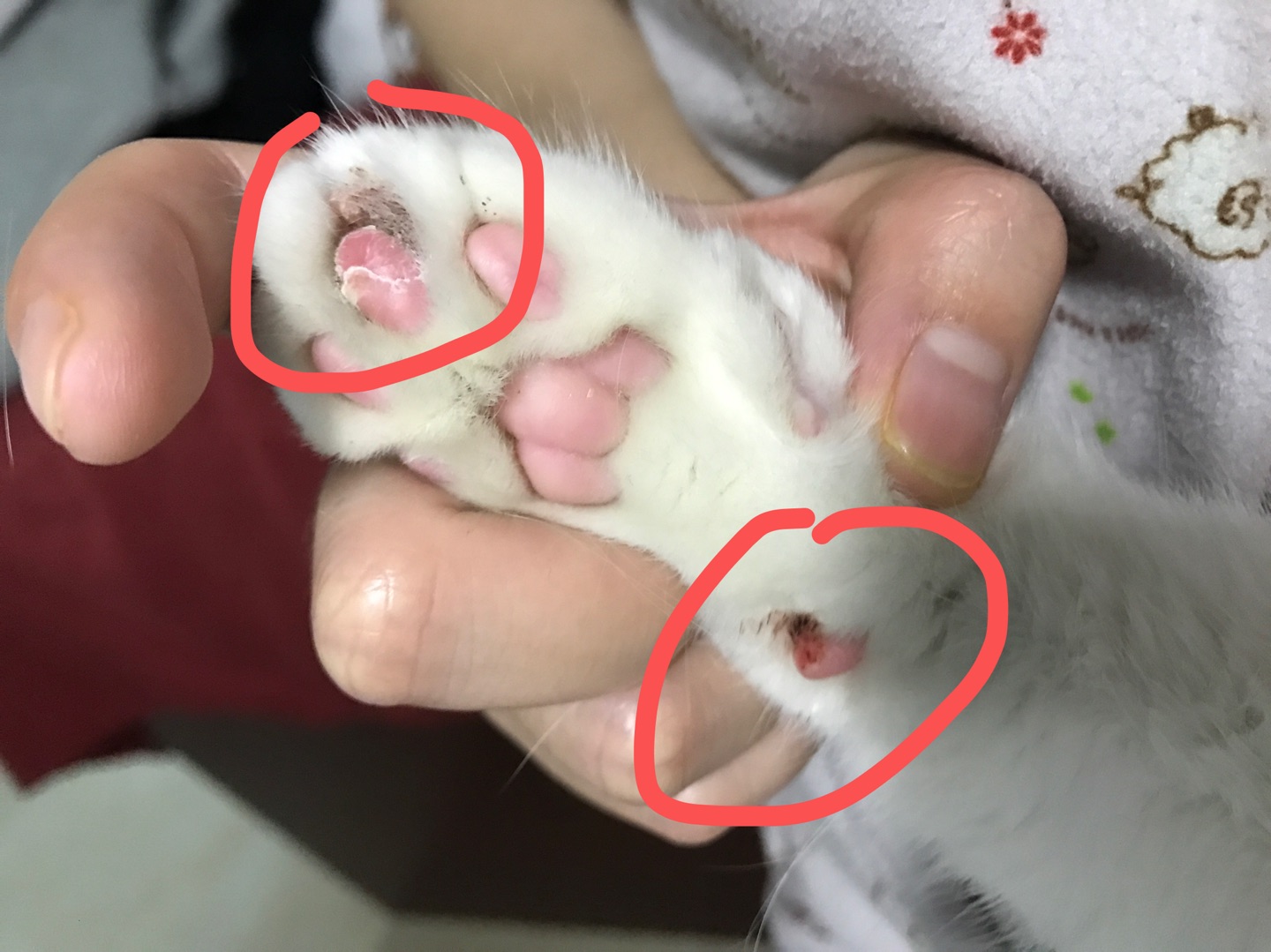猫前肢的两个猫爪最下面的那个肉垫流血