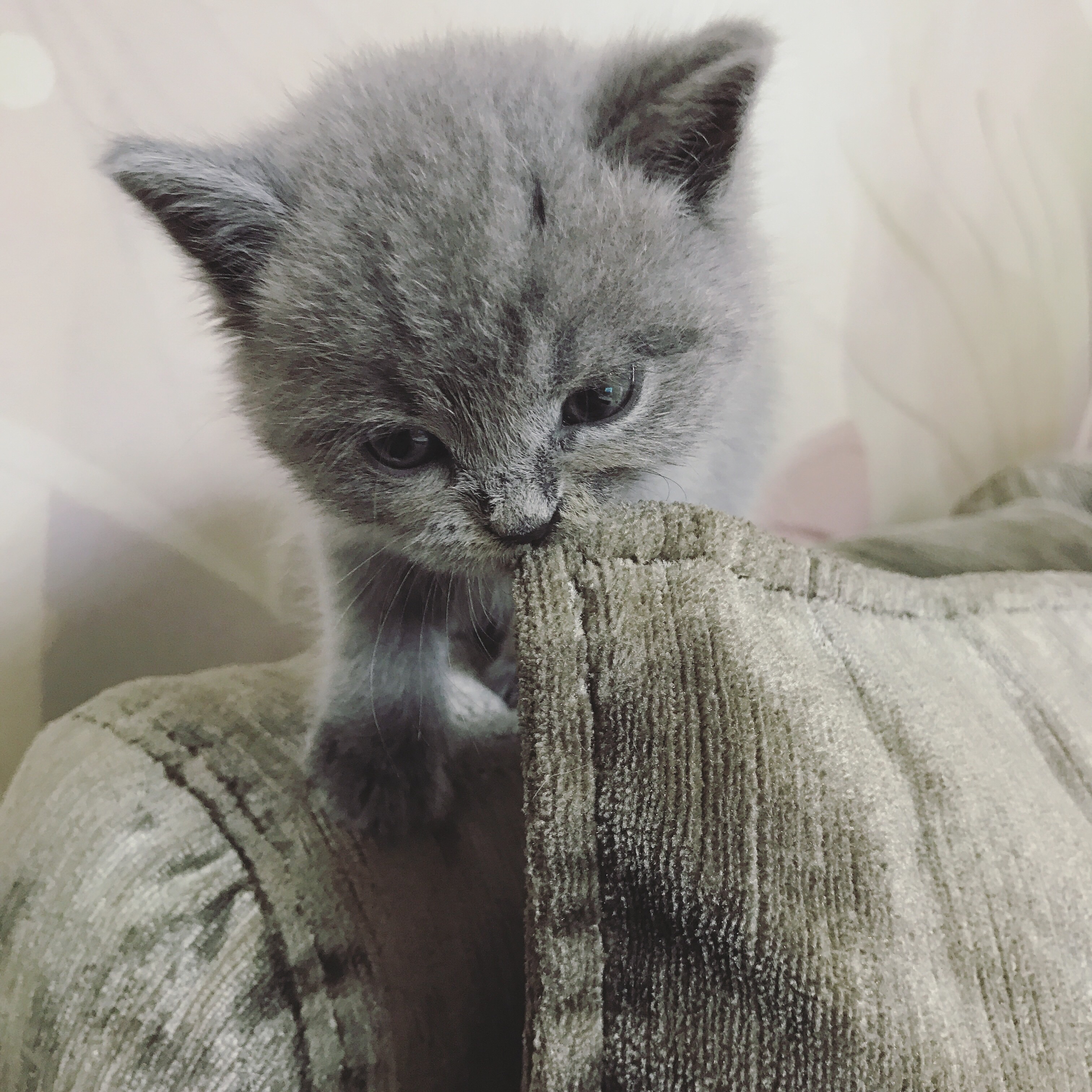 奶癣or猫癣