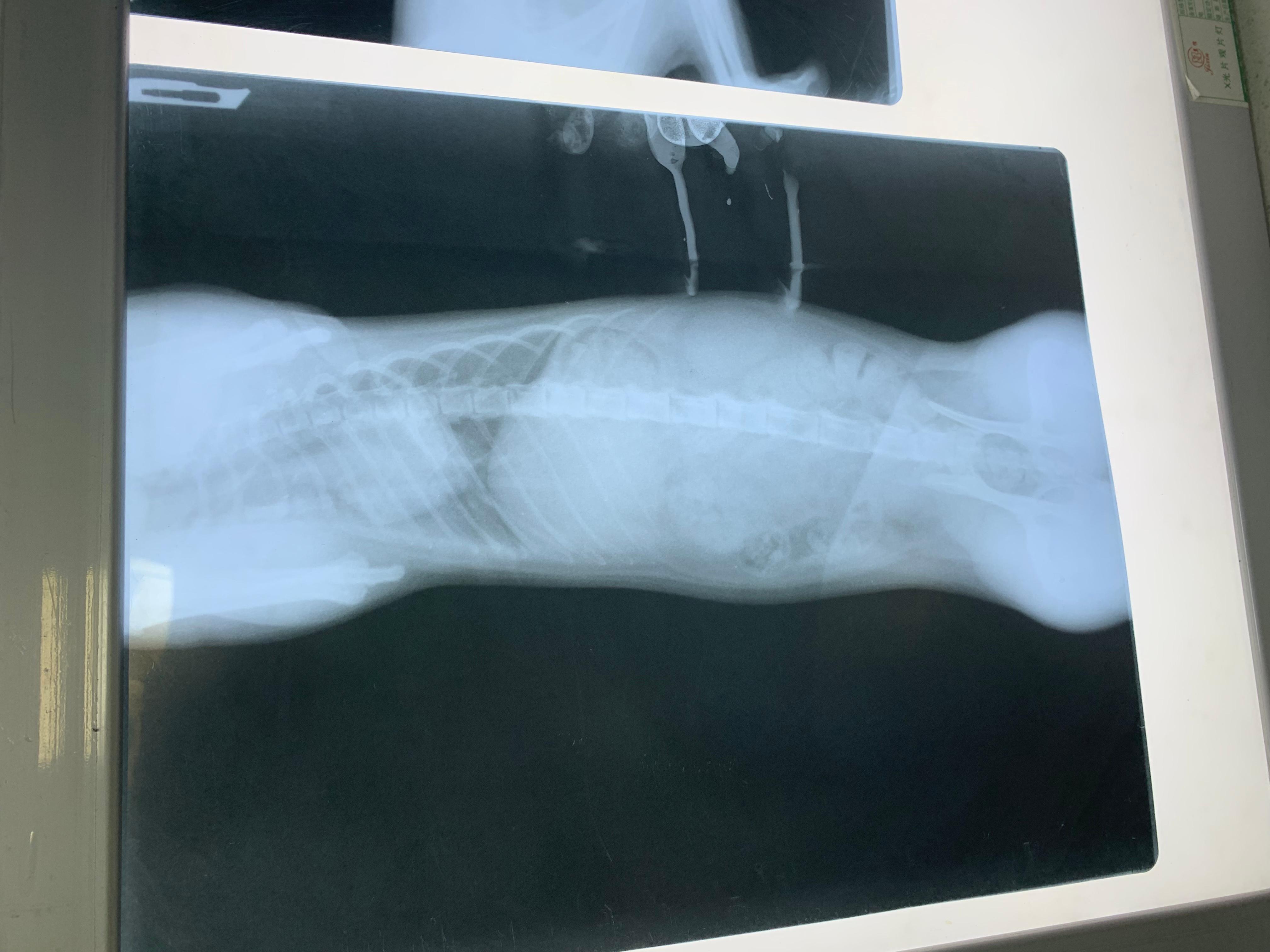 猫咪呼吸快速 腹部起伏快