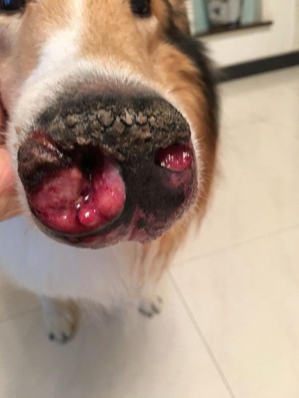 狗狗鼻子发现溃烂 流血 去看了医生说是肉芽肿 但是