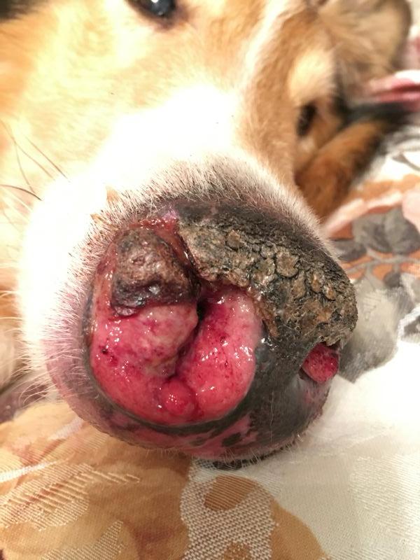 狗狗鼻子发现溃烂 流血 去看了医生说是肉芽肿 但是一直