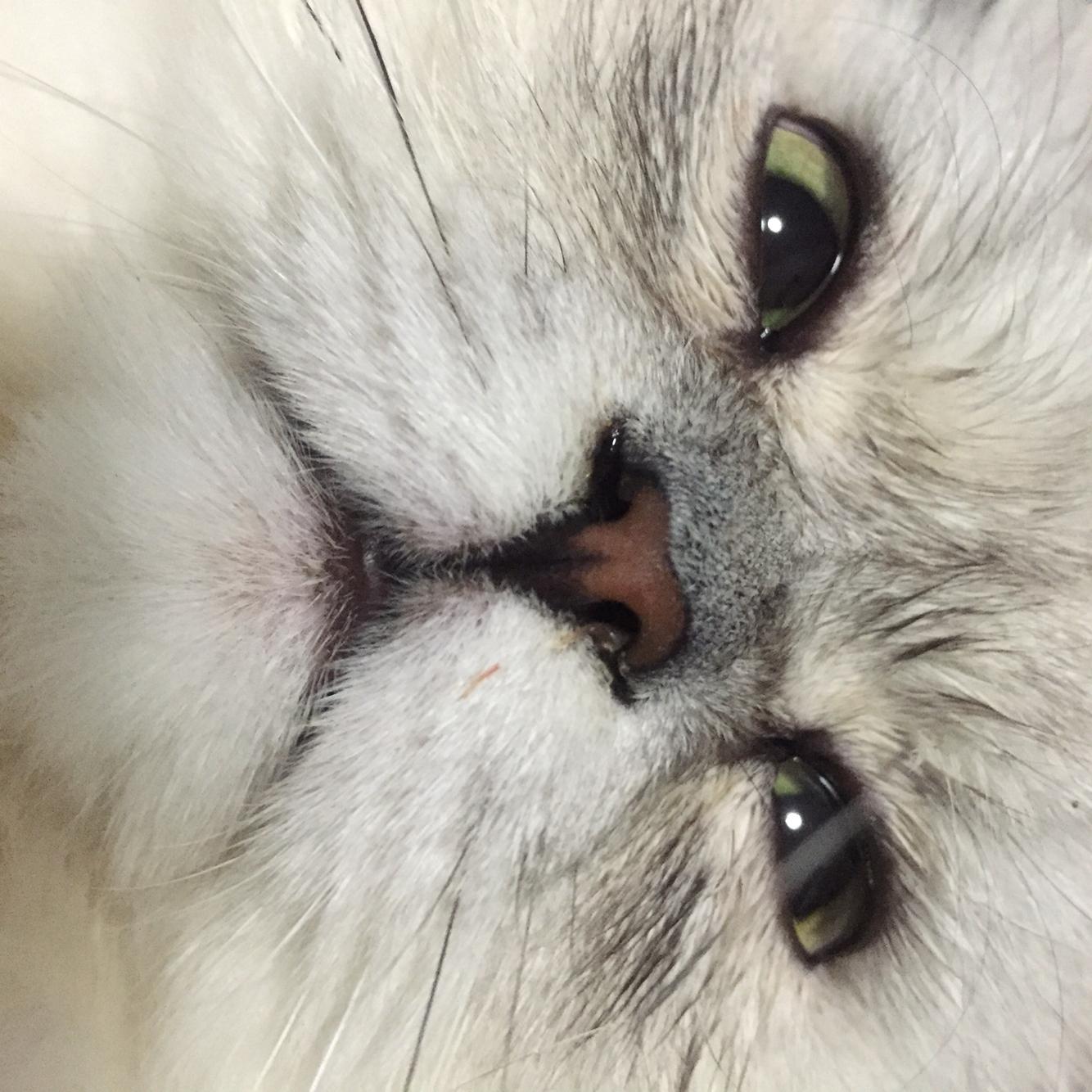 猫咪长时间打喷嚏流鼻涕