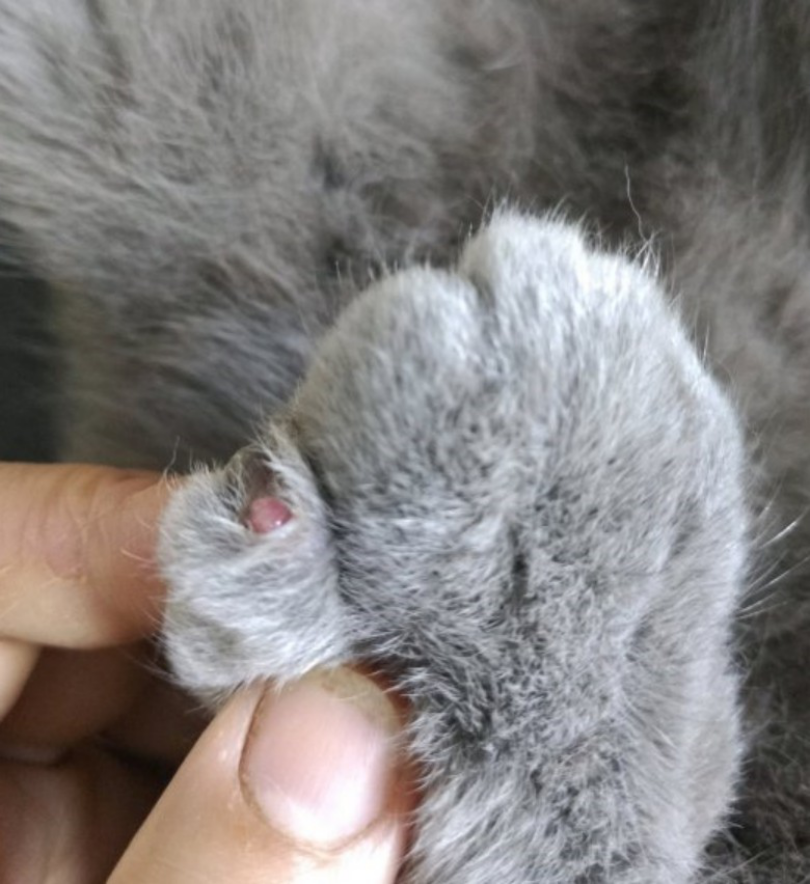 猫咪肉垫的角质增生——长鸡眼