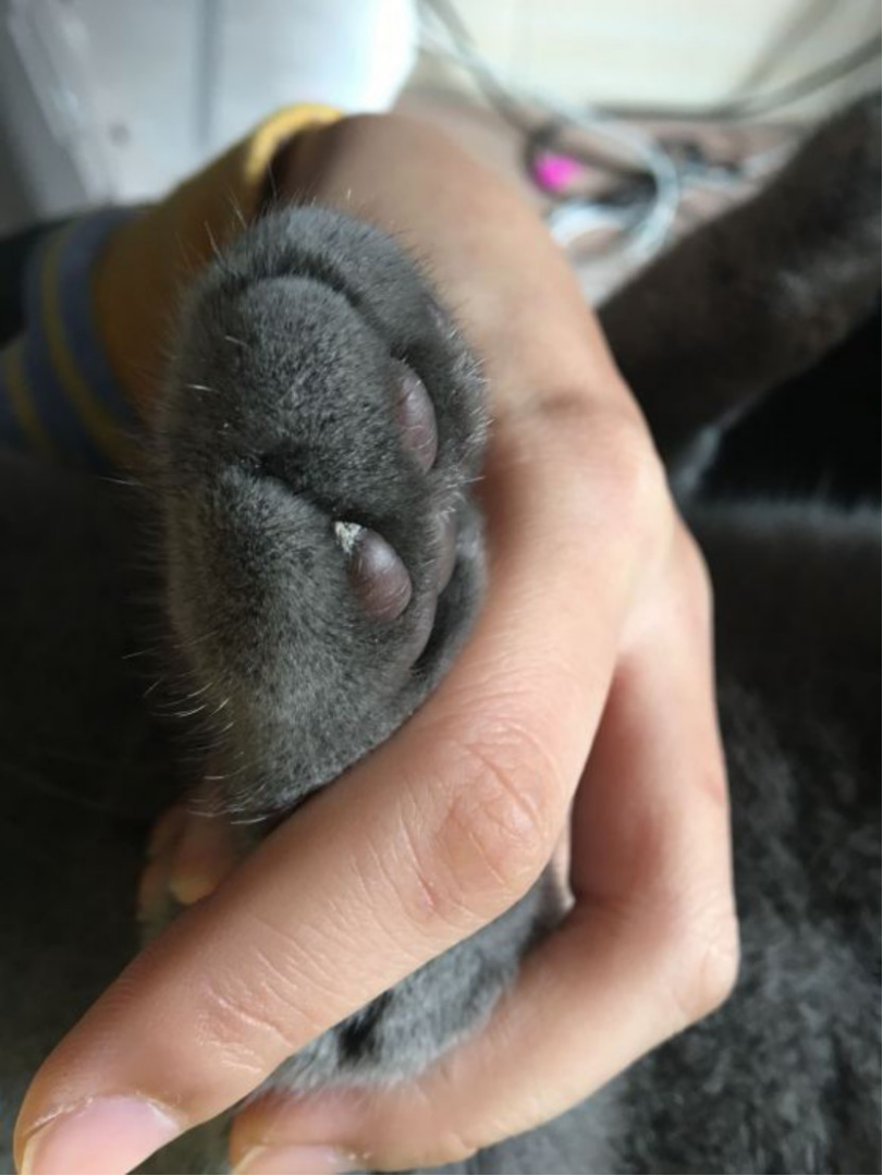 猫咪肉垫的角质增生——长鸡眼