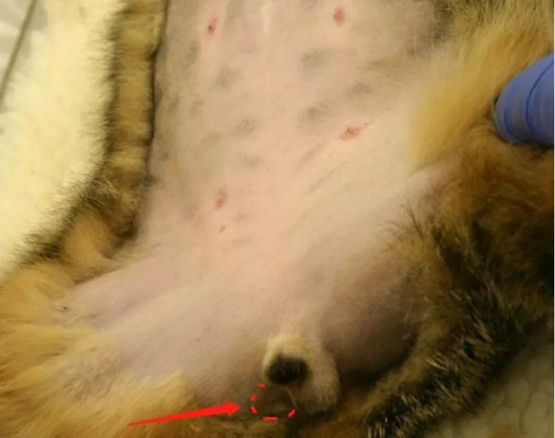 猫咪 > 正文 对于未绝育的公猫/ 狗来说, 可能会患有:  睾丸炎,睾丸